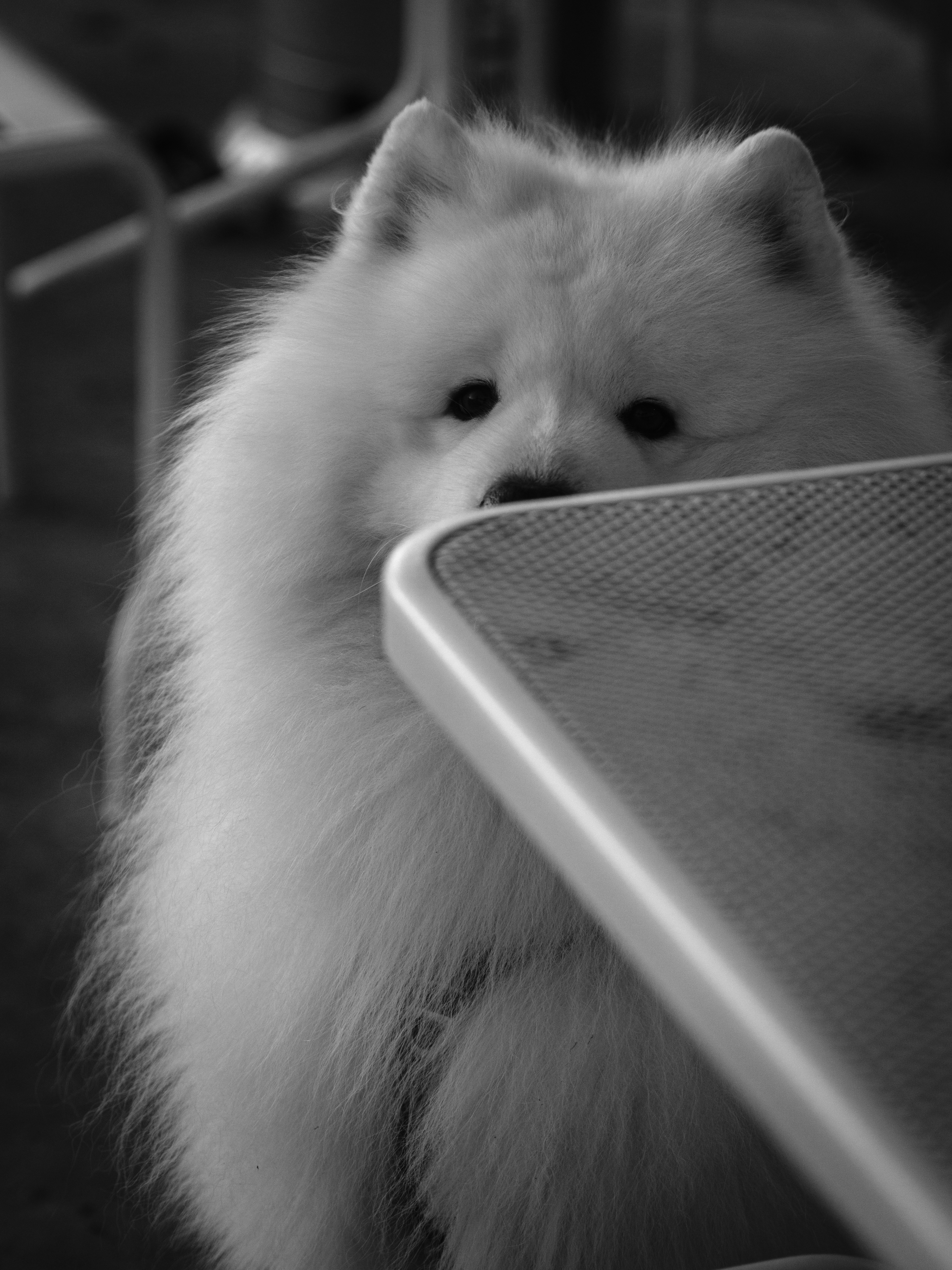 Un chien blanc duveteux qui jette un coup d’œil par-dessus une table.