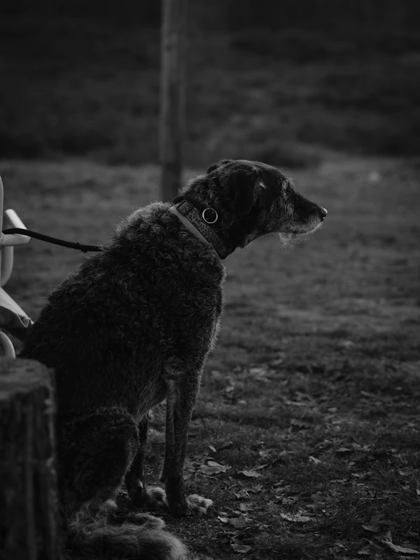 Dog ignoring owner during training session