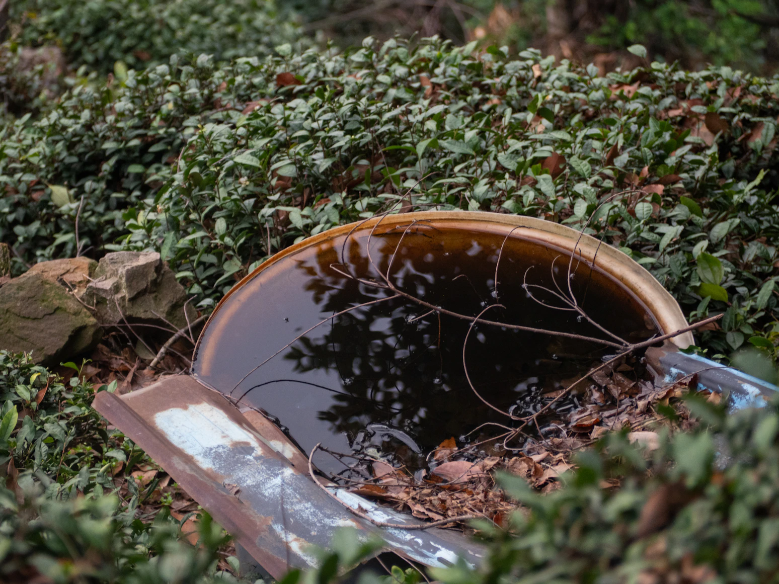 Stagnant water in a plant saucer which attracts mosquitoes