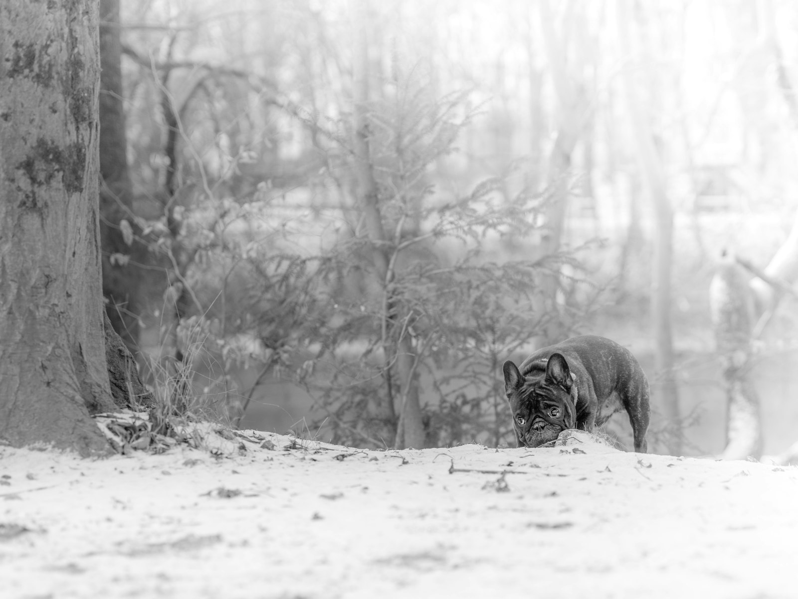 The French Bulldog: A Complete Field Guide