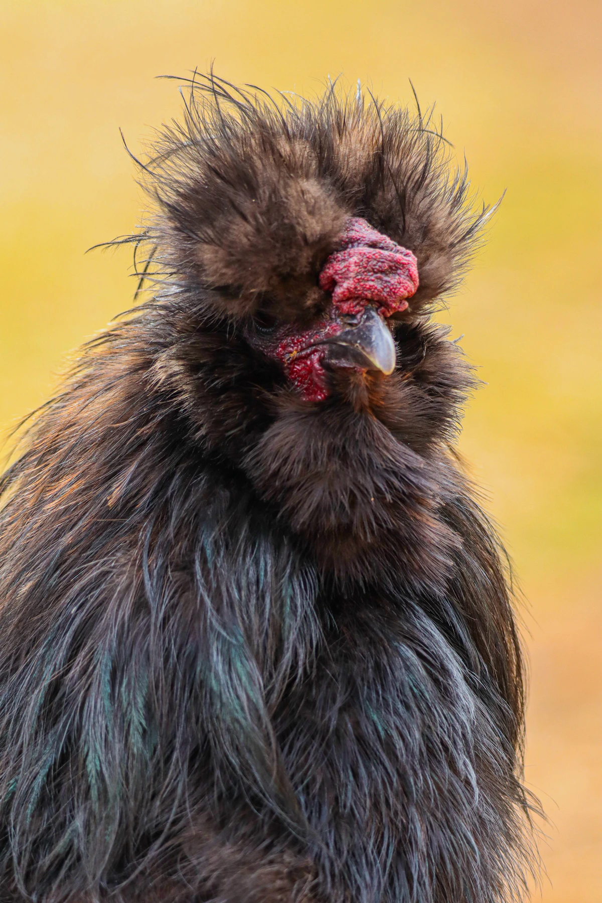A fluffy Silkie chicken up close
