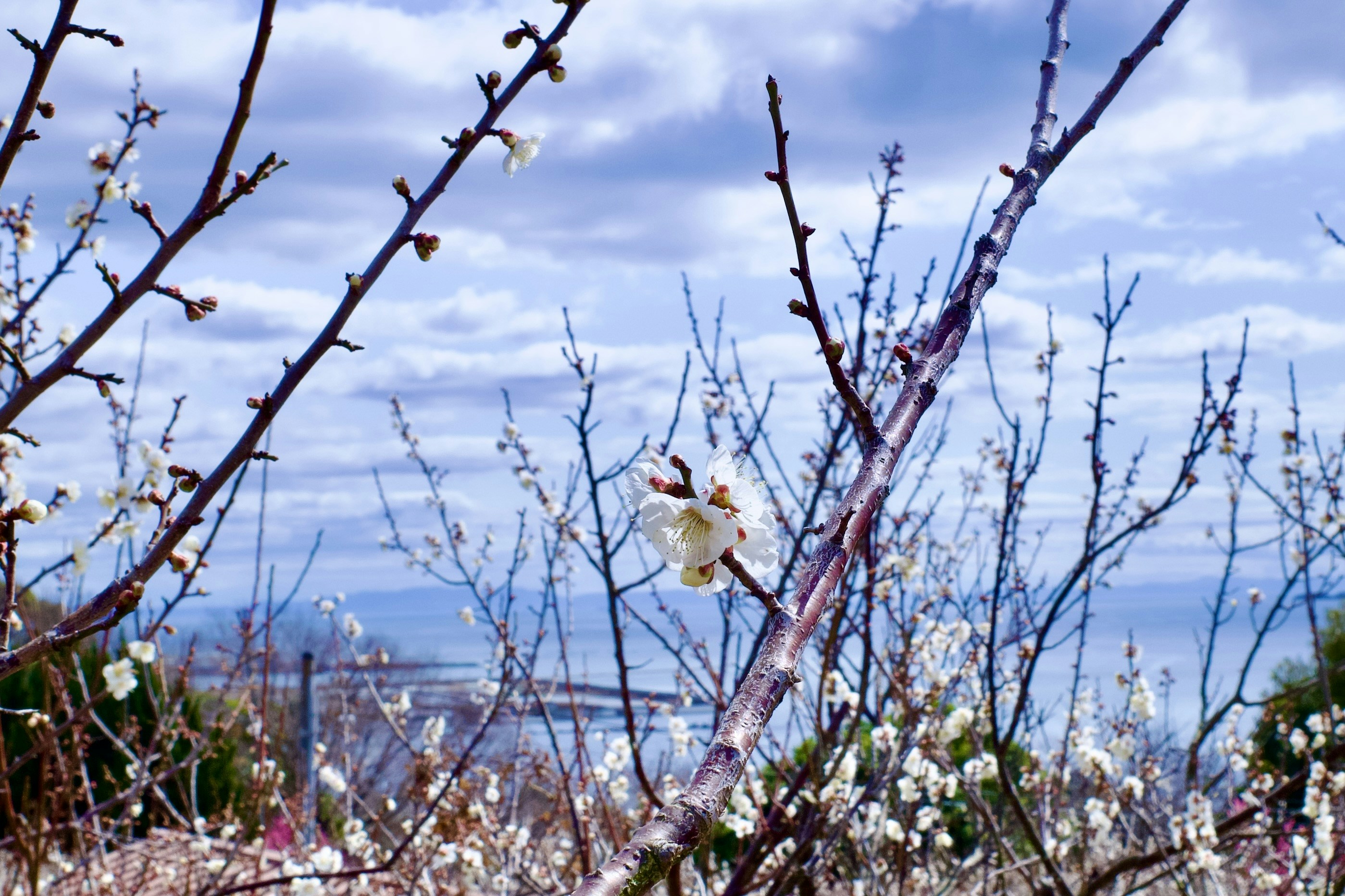 White plum blossoms on bare branches against sky