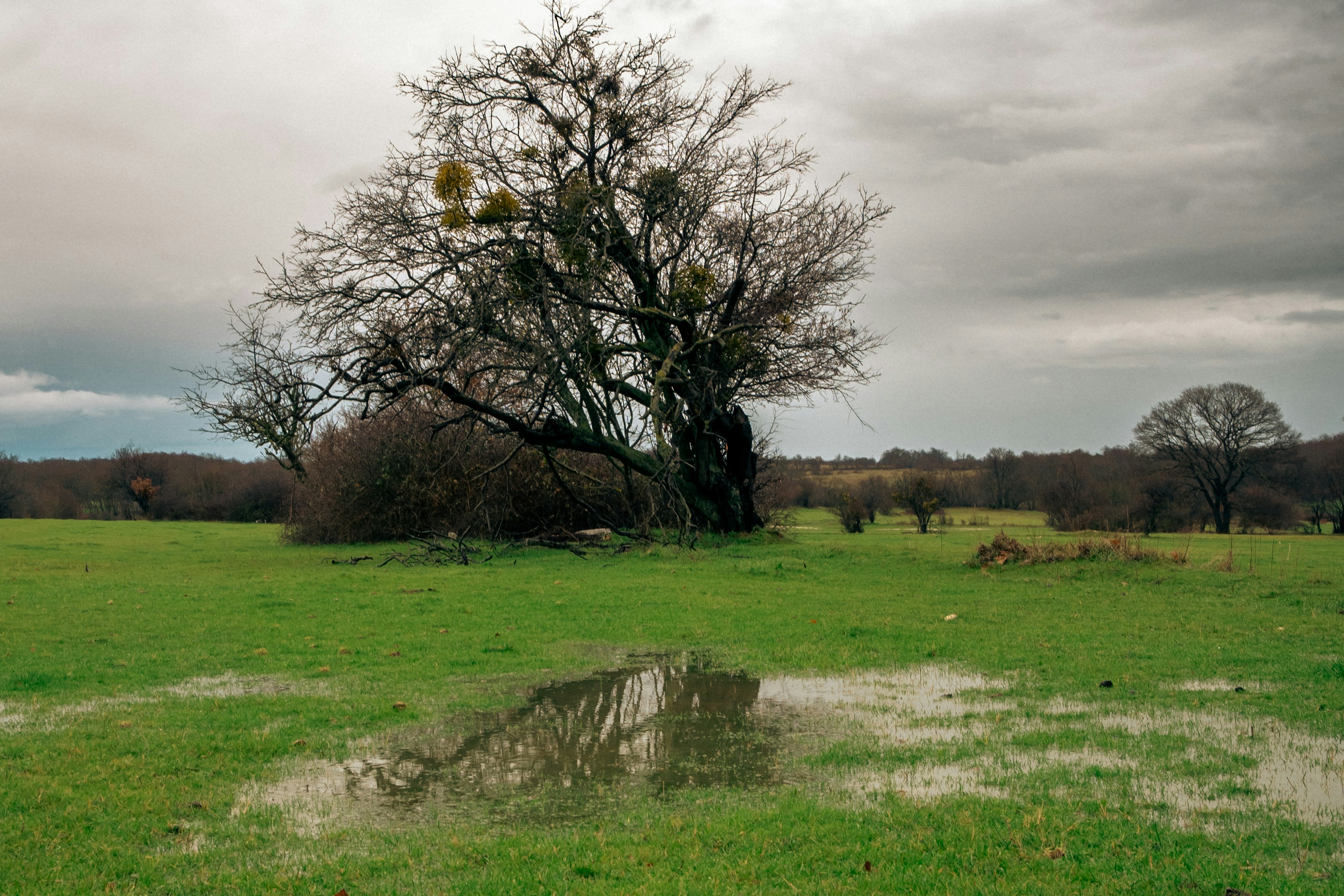 A large tree stands in a wet, grassy field.