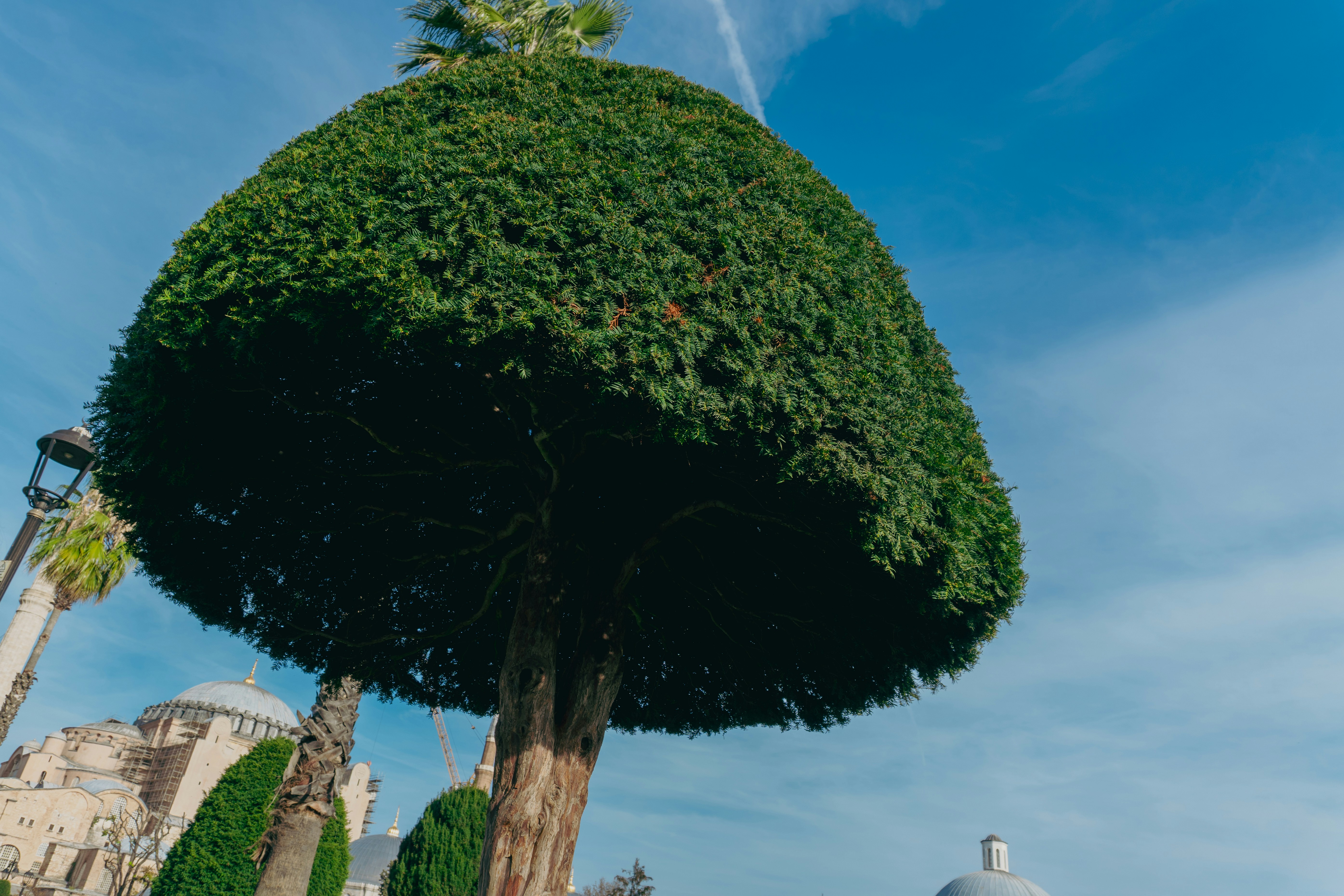A large, rounded evergreen tree against a blue sky.