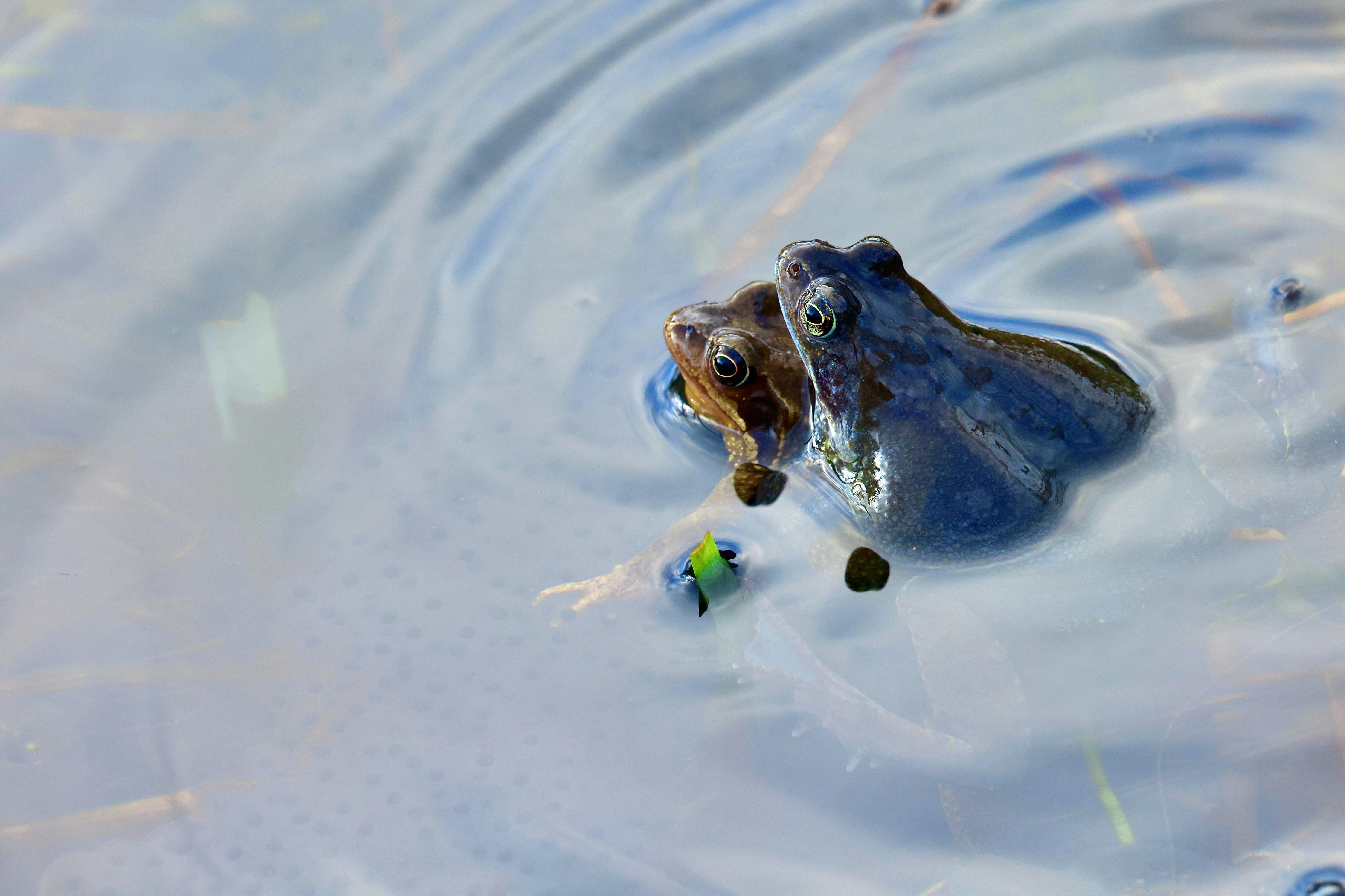 Two frogs swimming in calm water