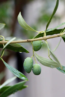 Green olives with water droplets on a branch
