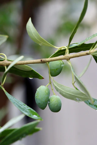Green olives with water droplets on a branch