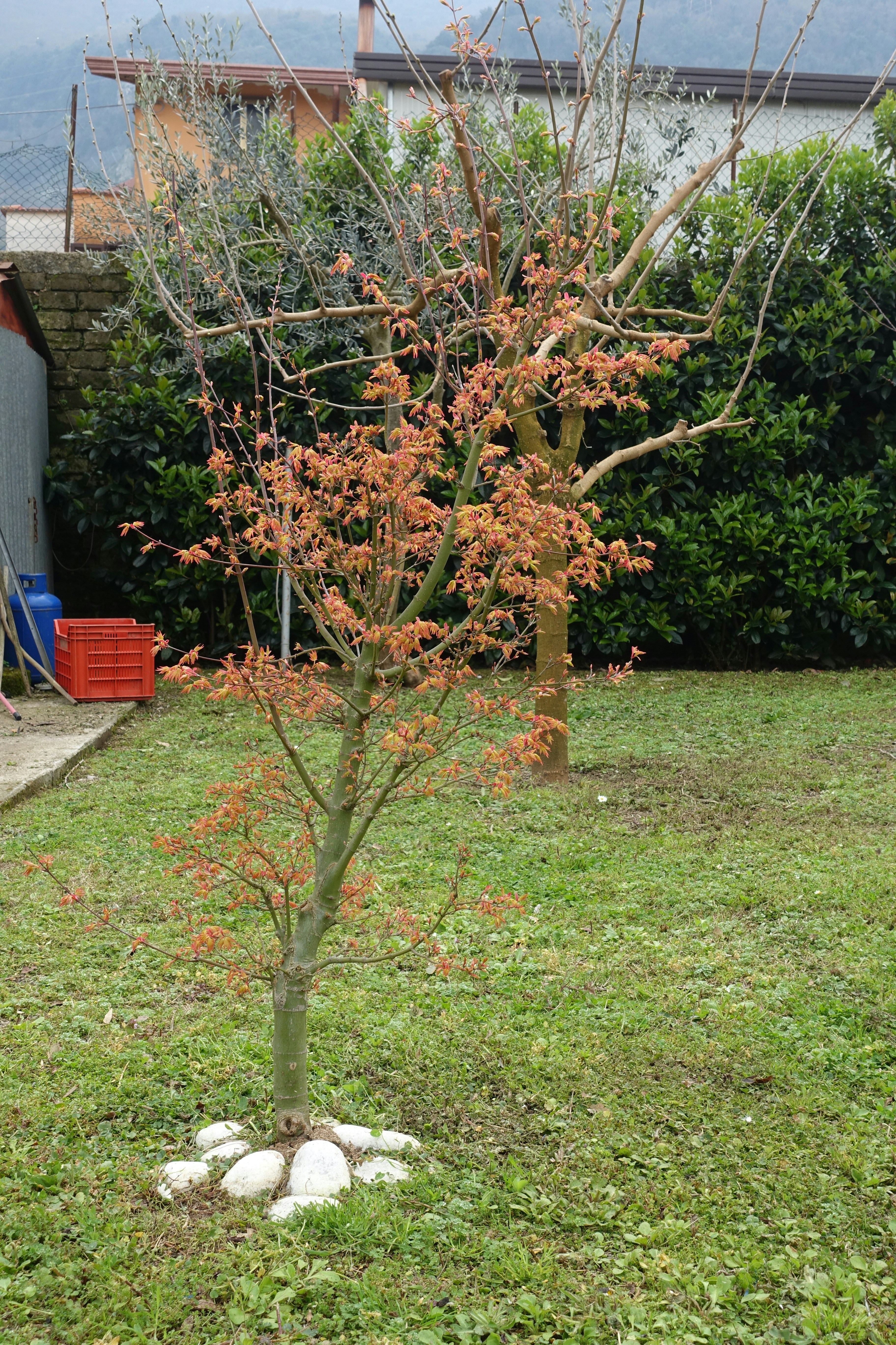 Young japanese maple tree with new spring leaves