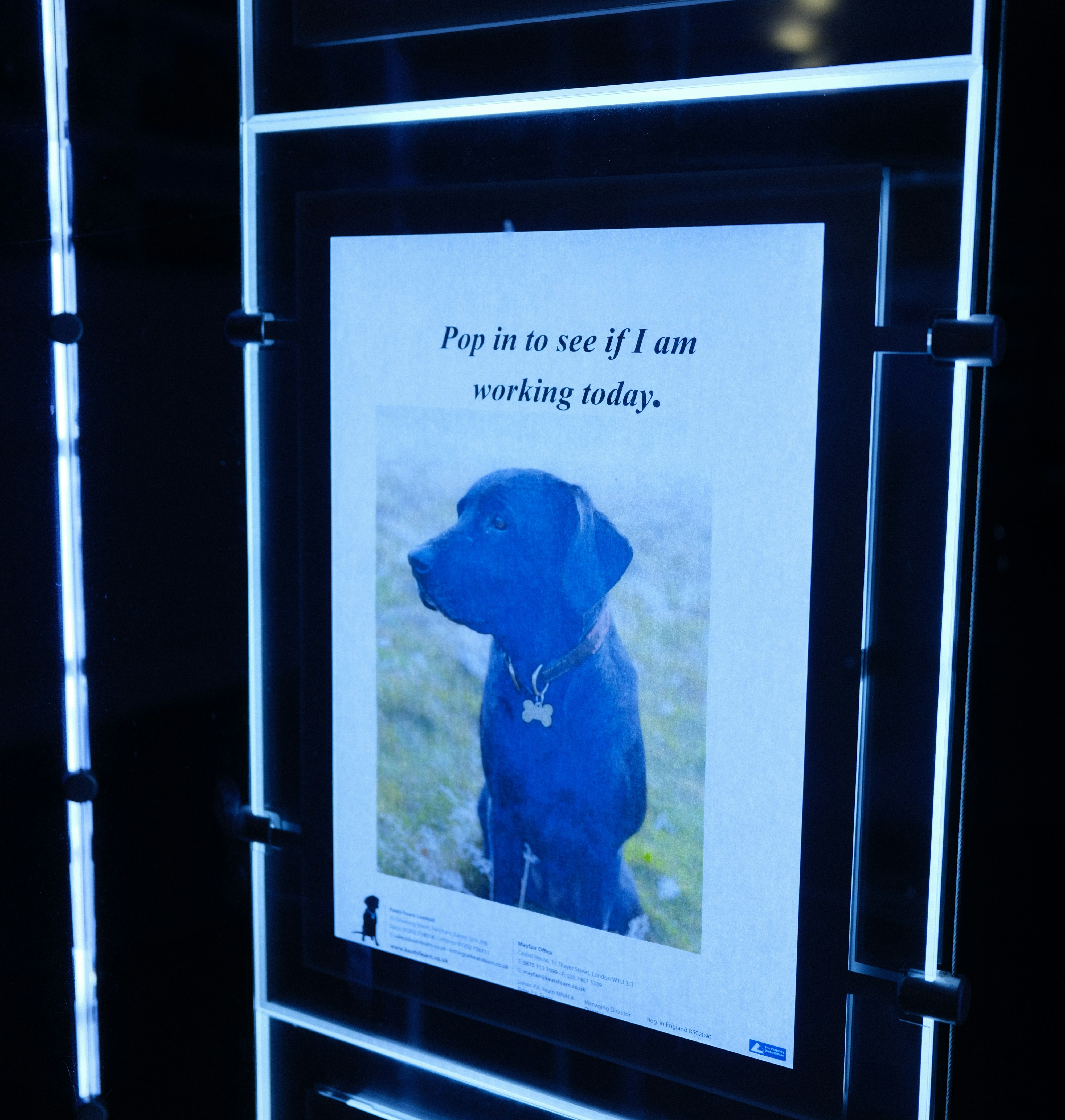 Perro labrador negro en un cartel con texto.