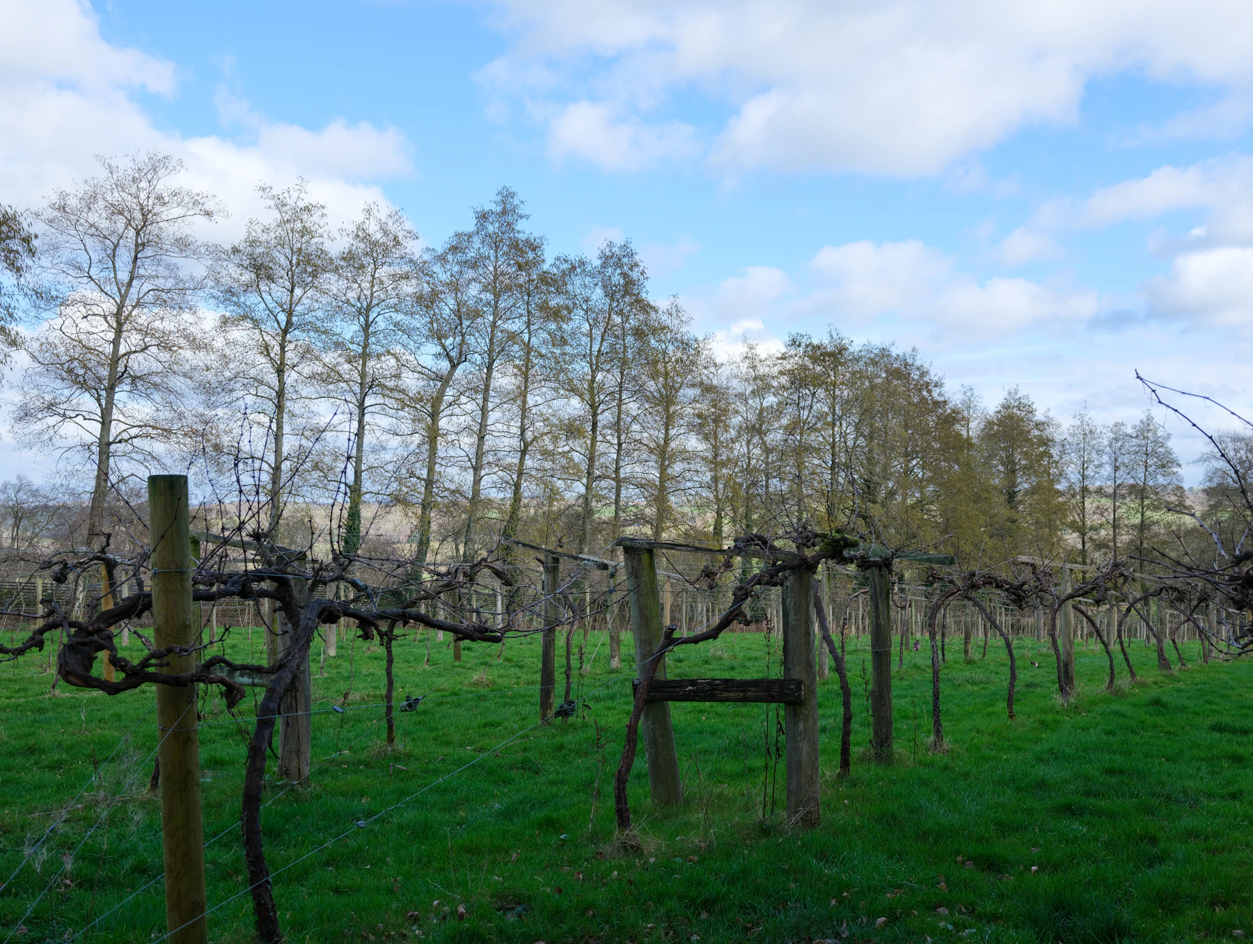 Bare, pruned grapevines tied to wooden posts and wire in a grassy plot in winter