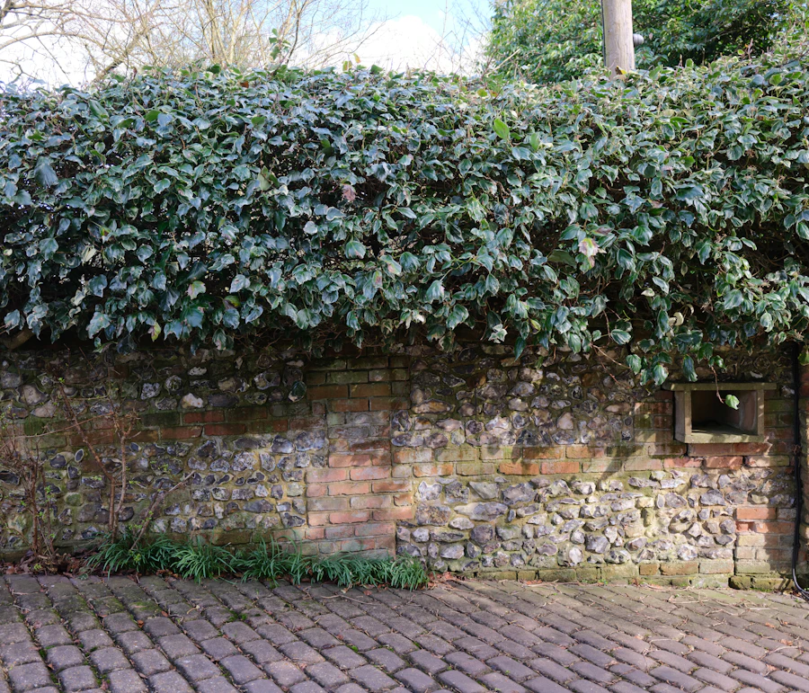 Flint and stone garden wall topped with ivy, beside a path