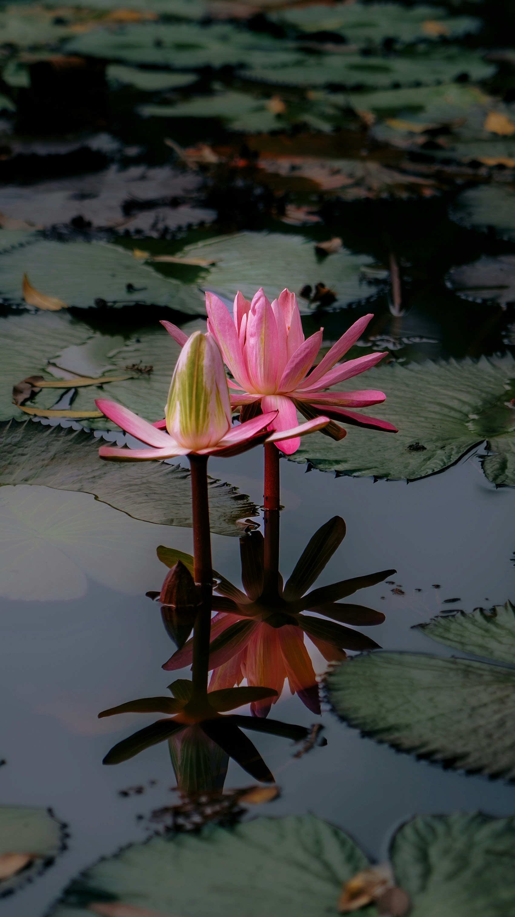 Photo by wangbinghua