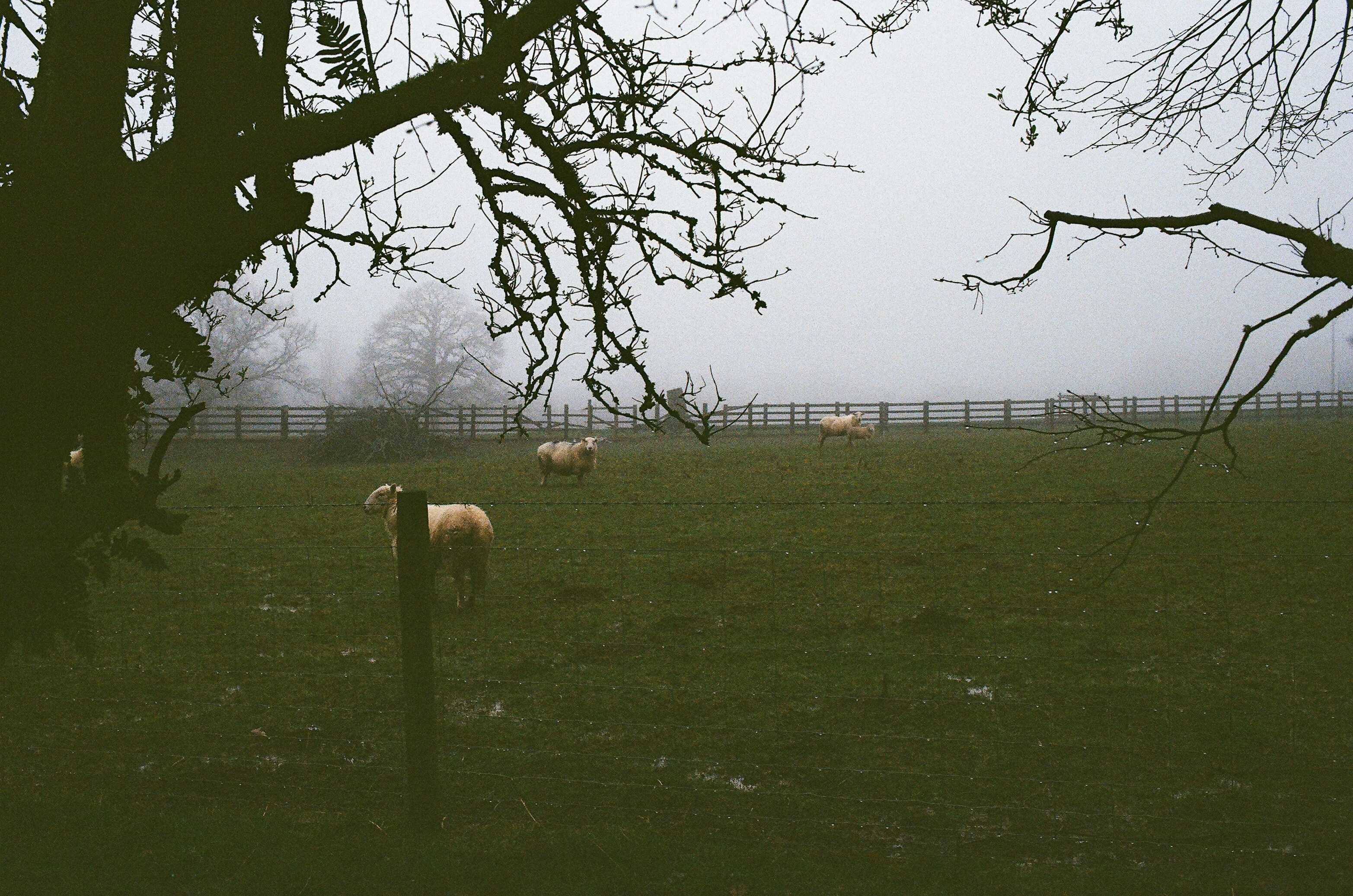De boerderie Gelaen