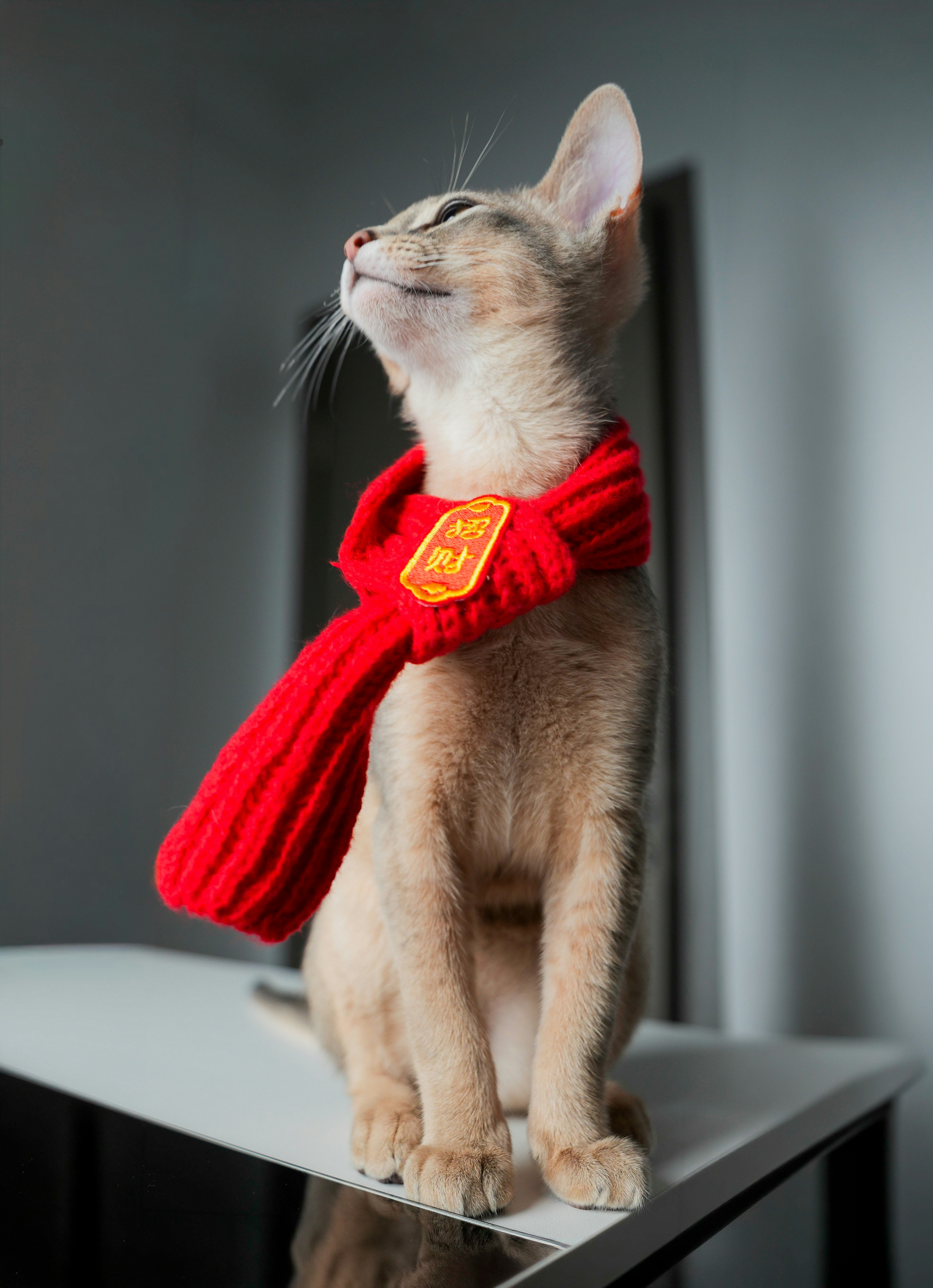 A young cat wearing a red scarf indoors