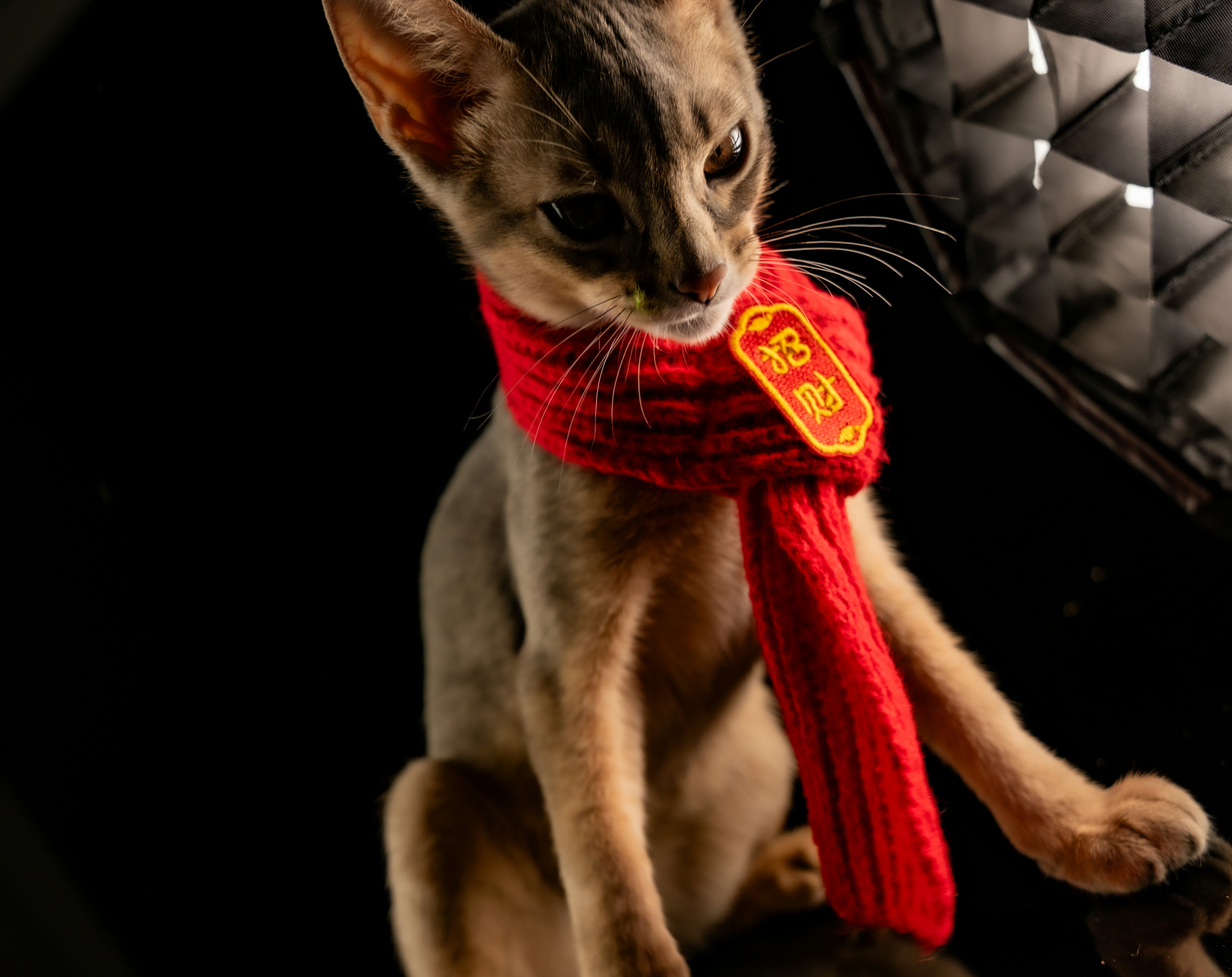 A cat wears a red scarf with a gold emblem.
