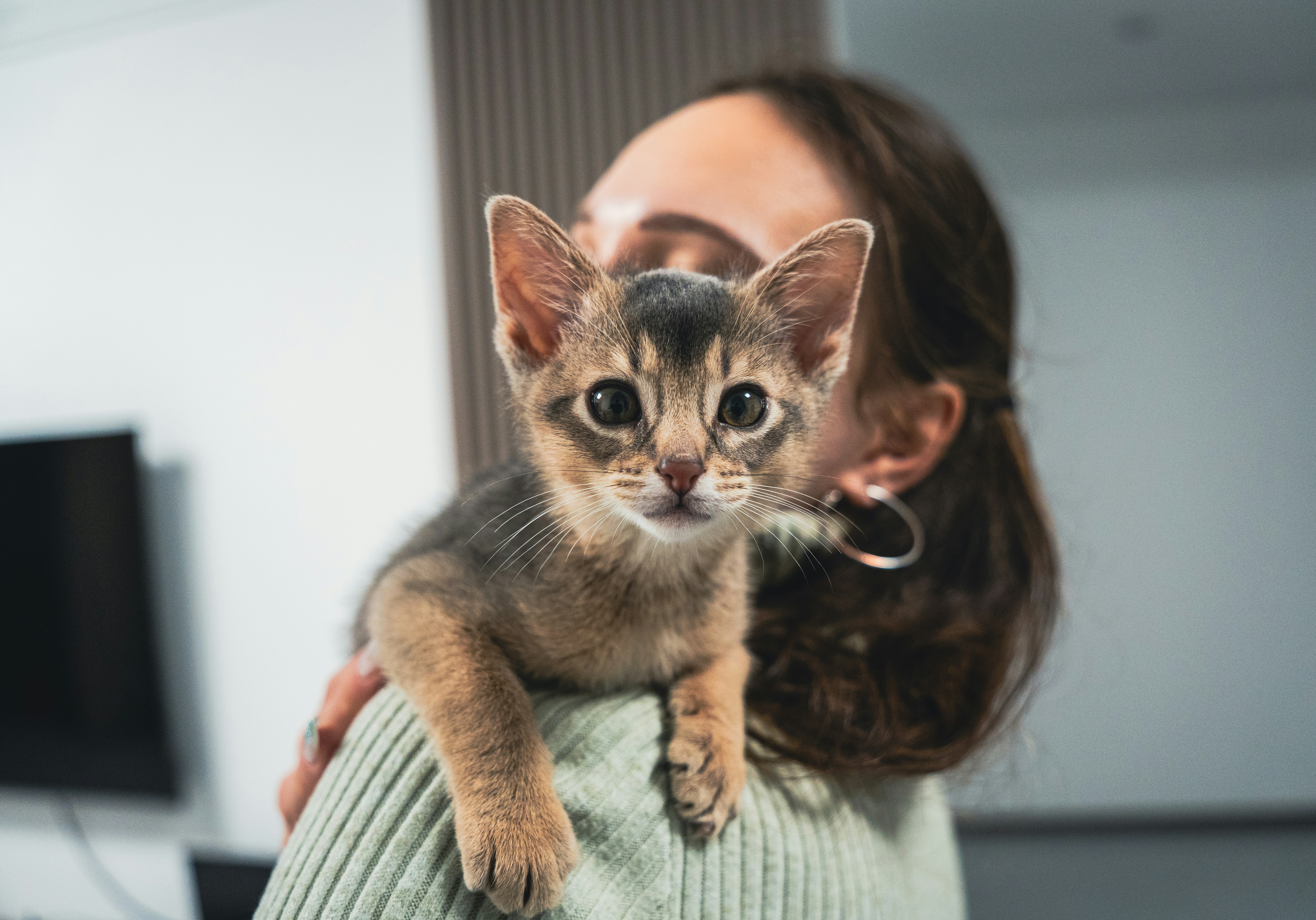 A small kitten rests on a person's shoulder.