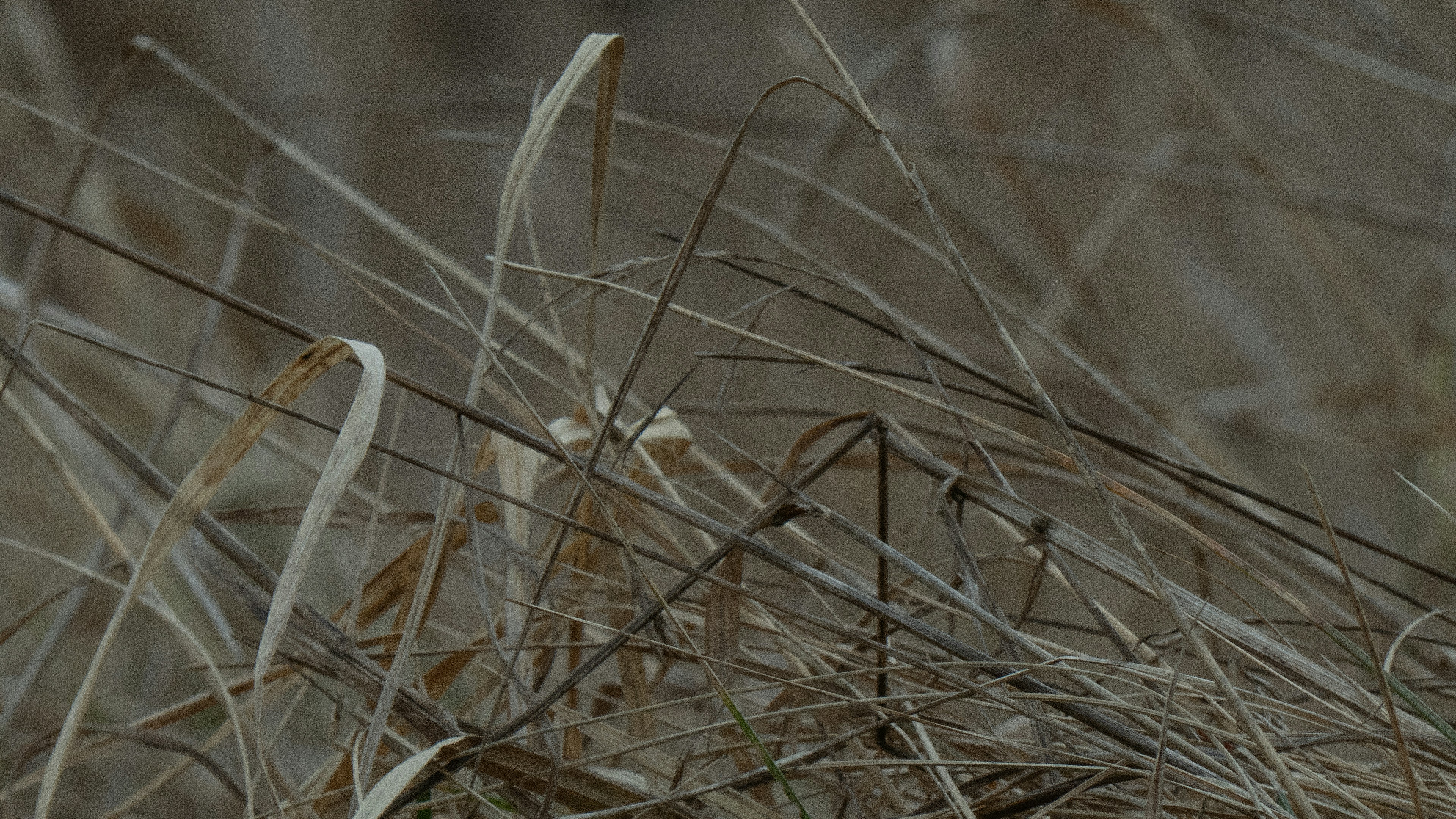 Photo by zdzieblowski