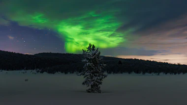 Green aurora over a snow-covered tree and frozen field near Murmansk