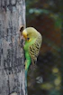A green and yellow parakeet near a tree hole.