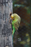 A green and yellow parakeet near a tree hole.