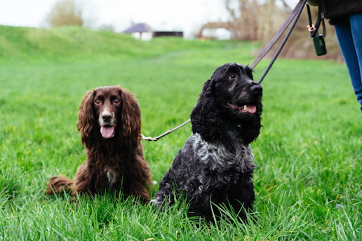 Two dogs sitting on grass with leashes.