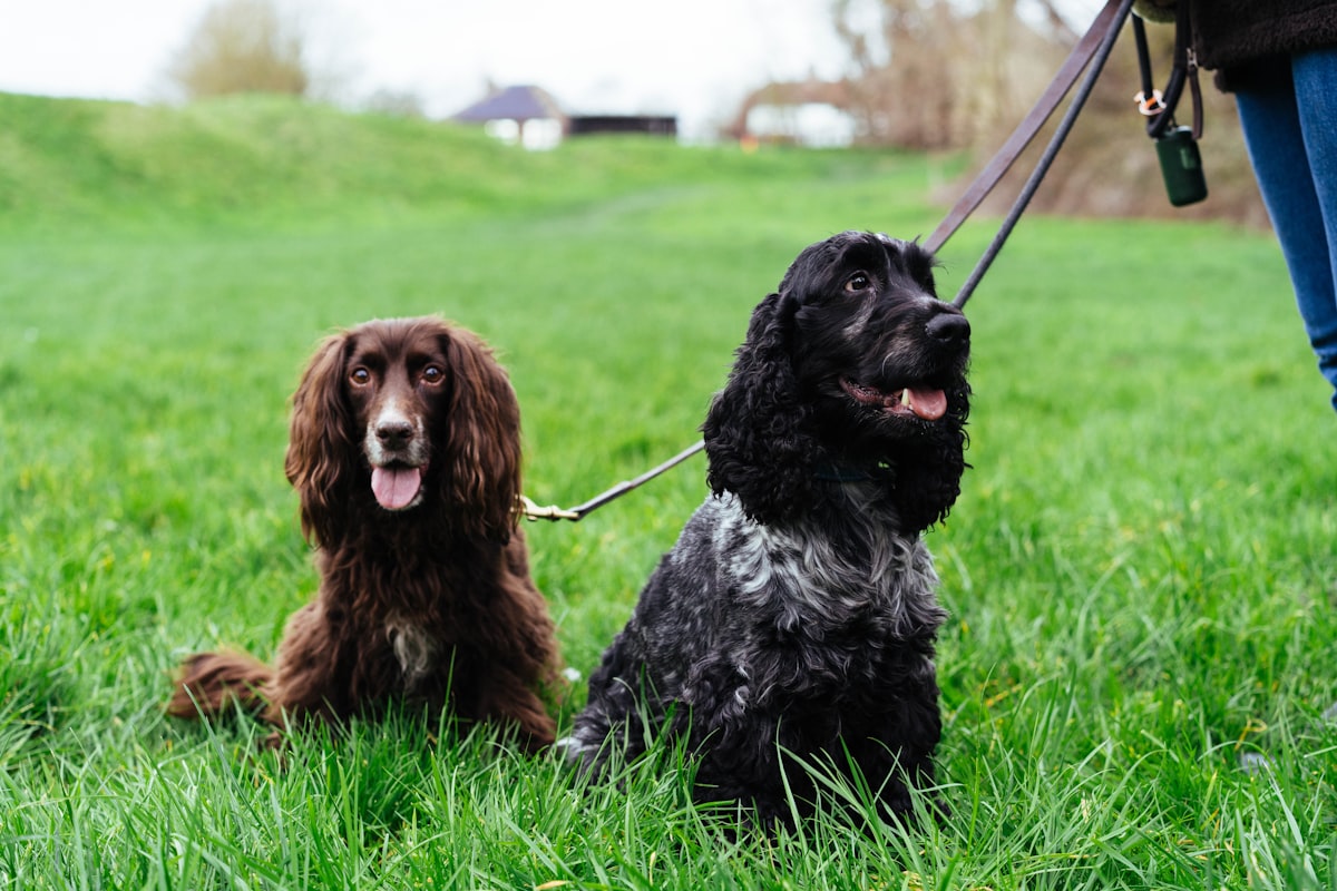Two dogs sitting calmly on grass with leashes
