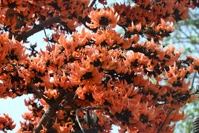 Flame of Forest Palash Dhak Butea monosperma Orange Red India — PlantCare