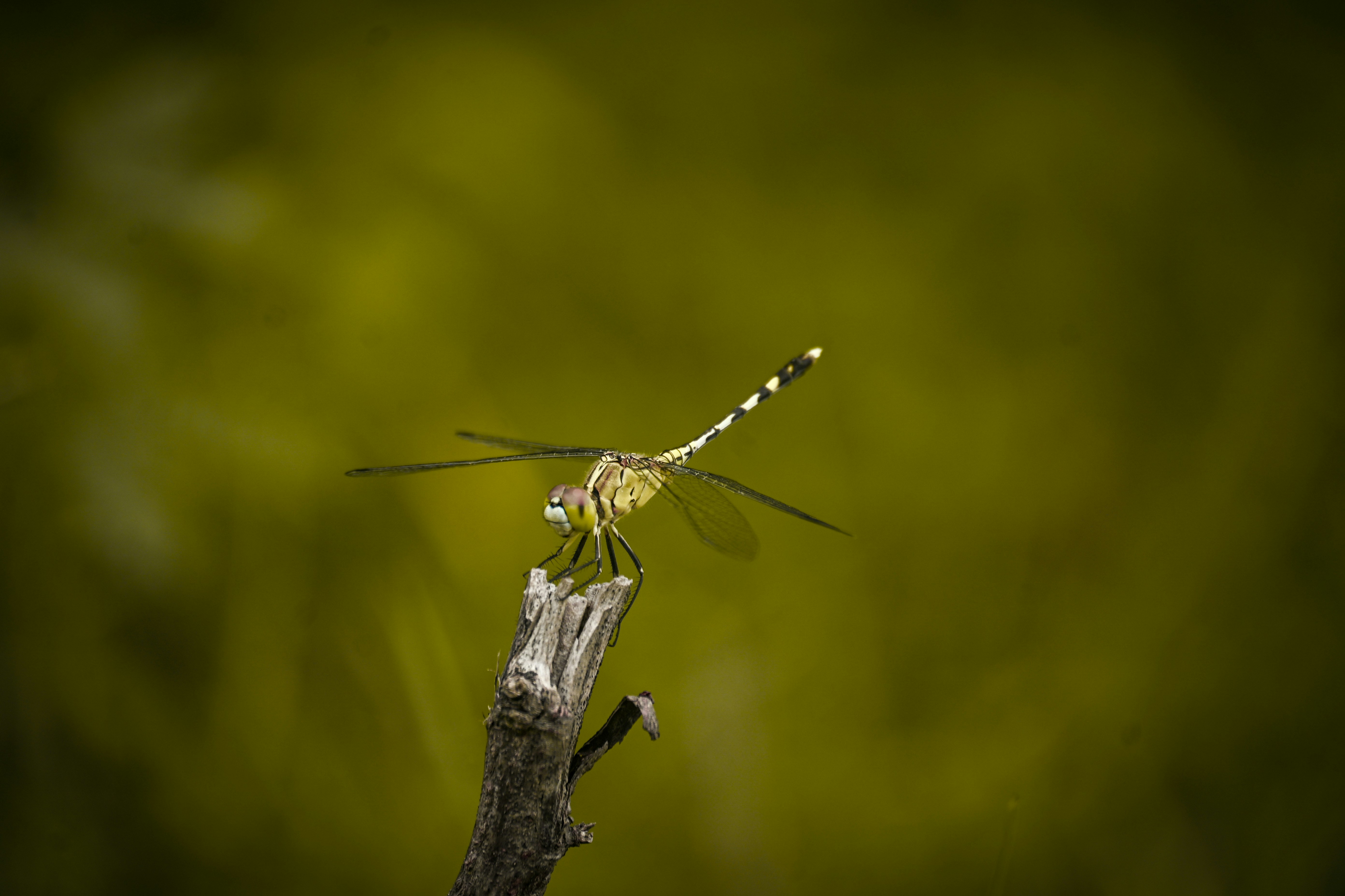 Photo by the_soulforged_sage