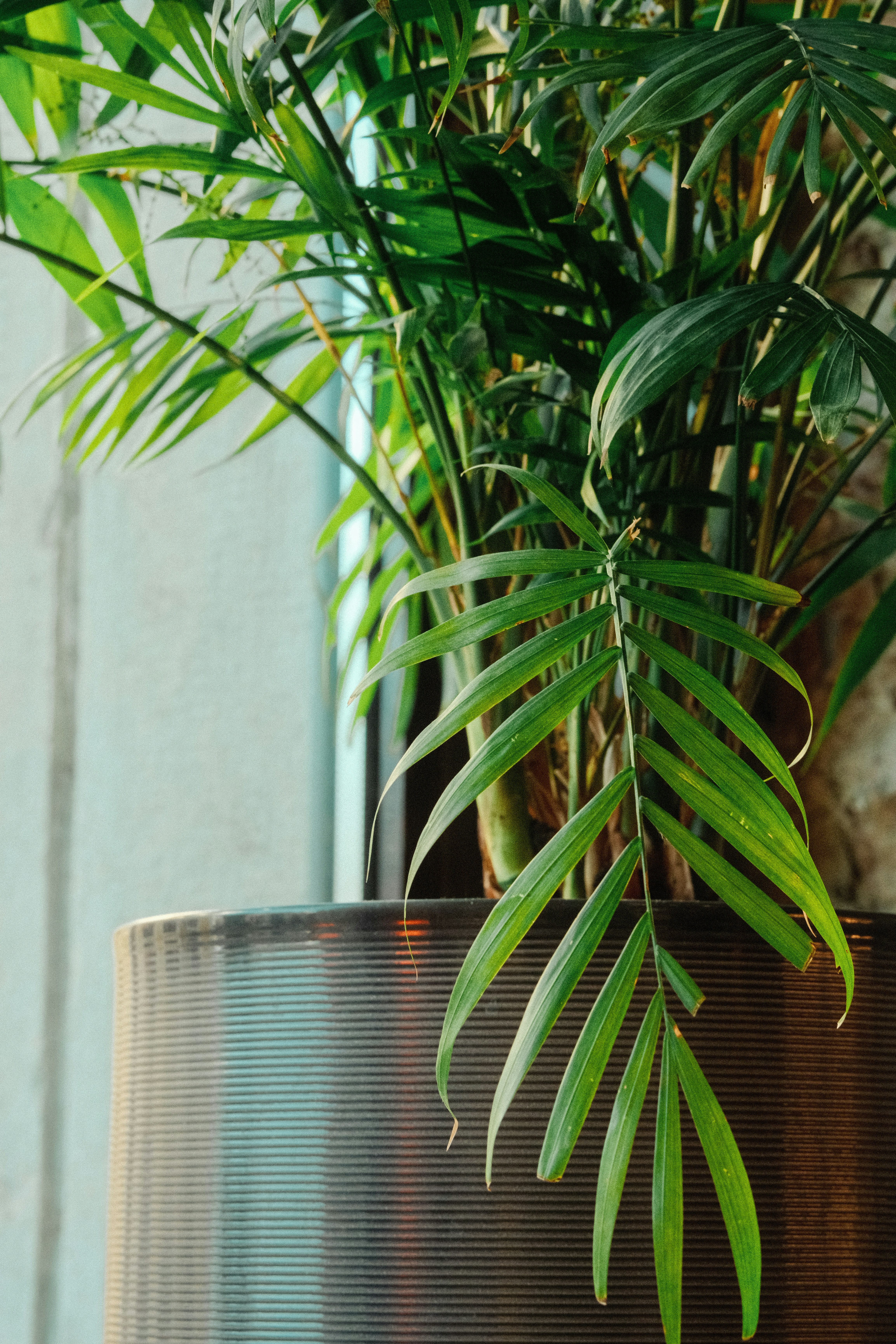 Photo by kolesnykyan