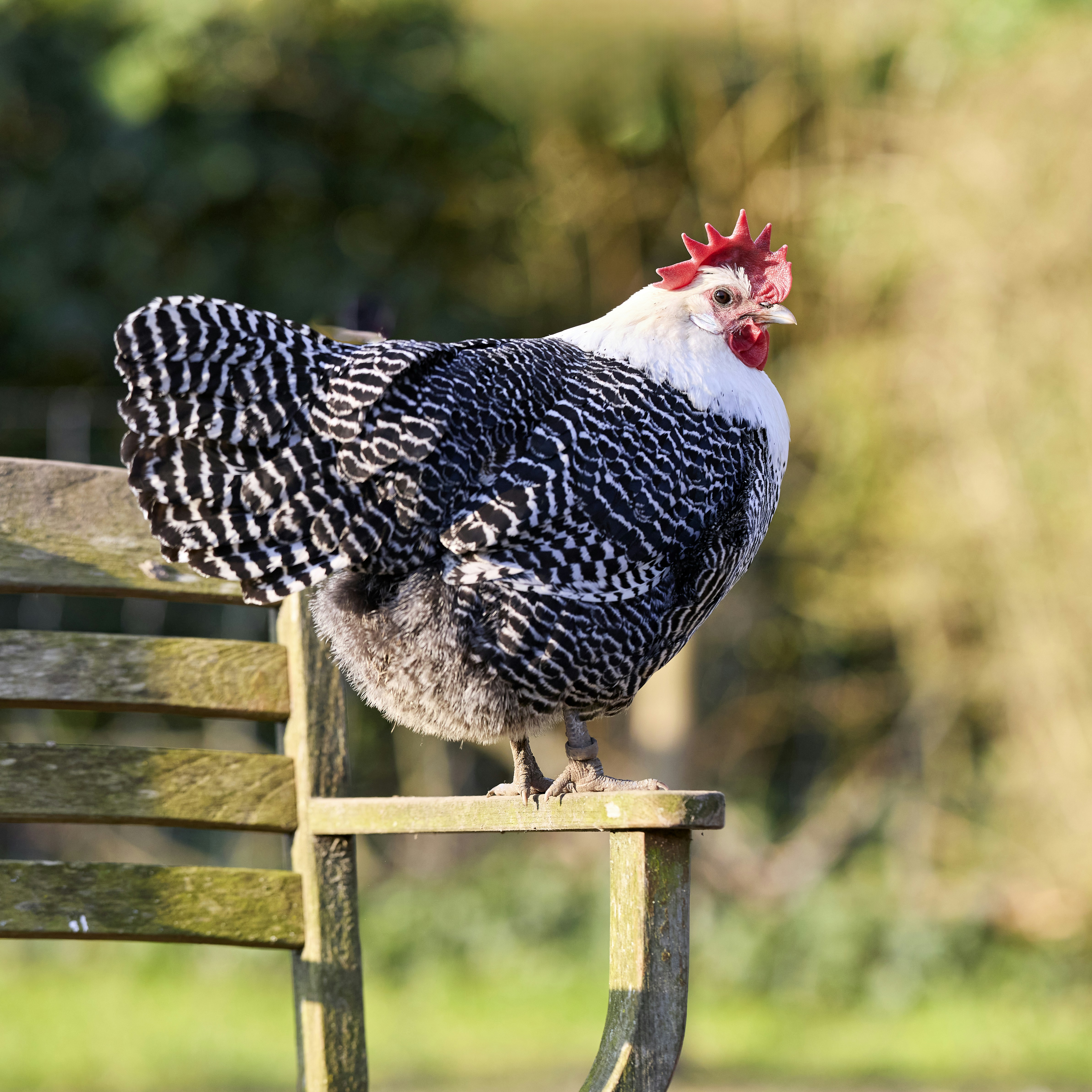 Photo by erwinbosman