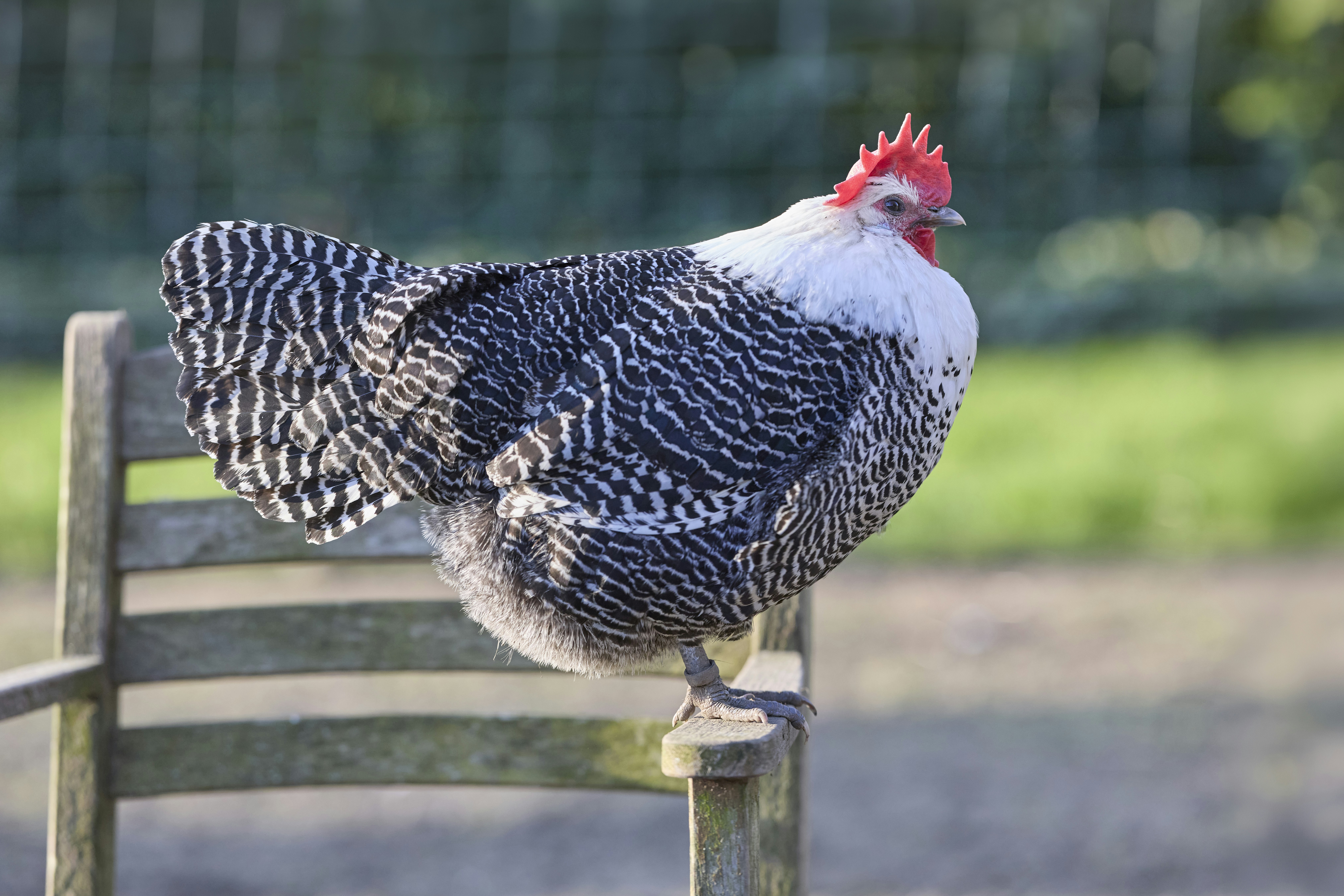 Photo by erwinbosman