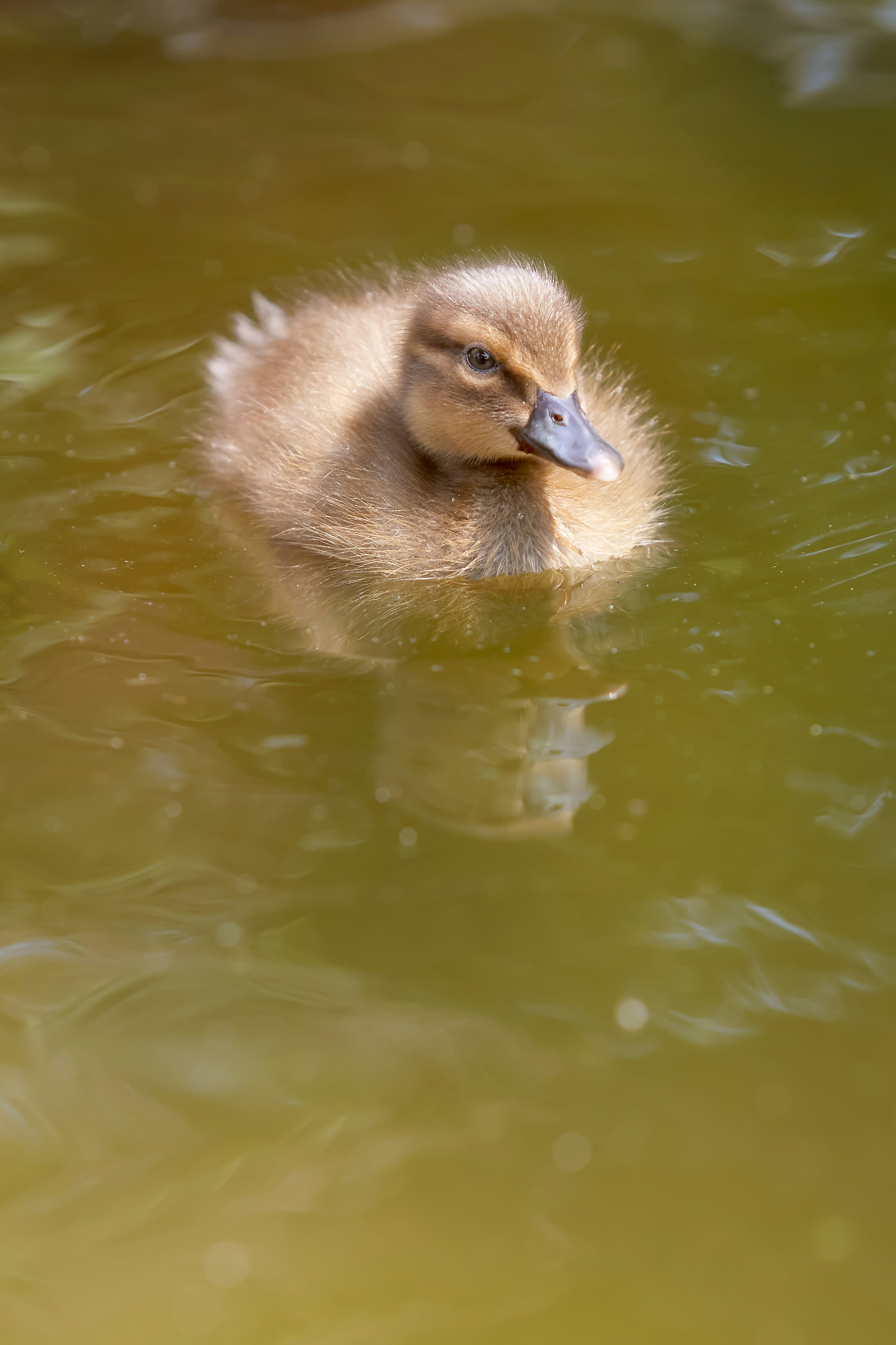 Photo by erwinbosman