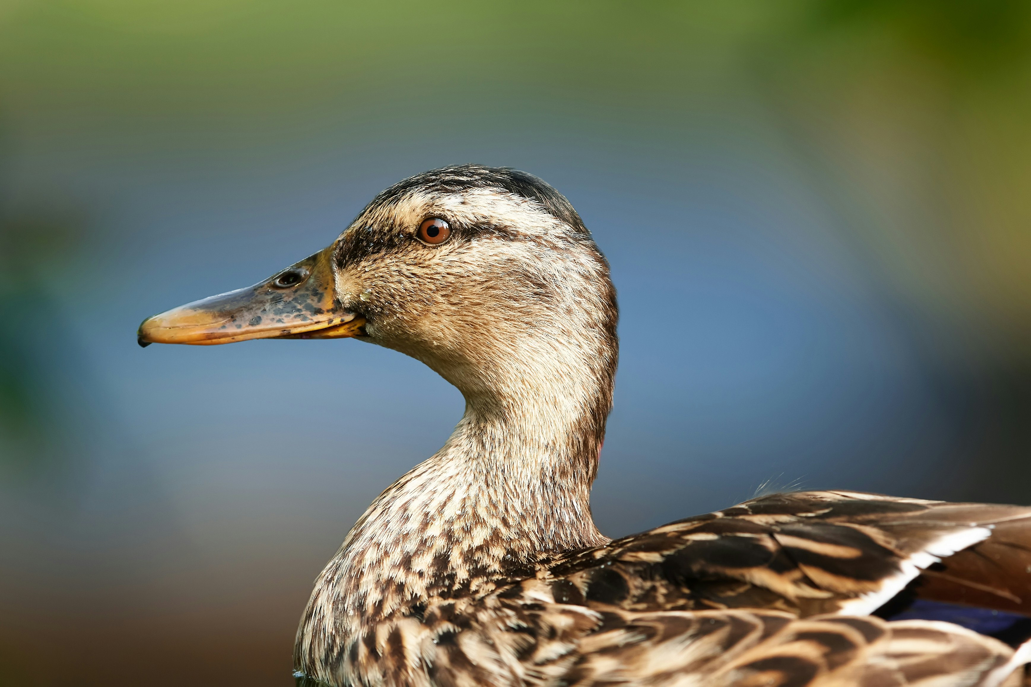 Photo by erwinbosman