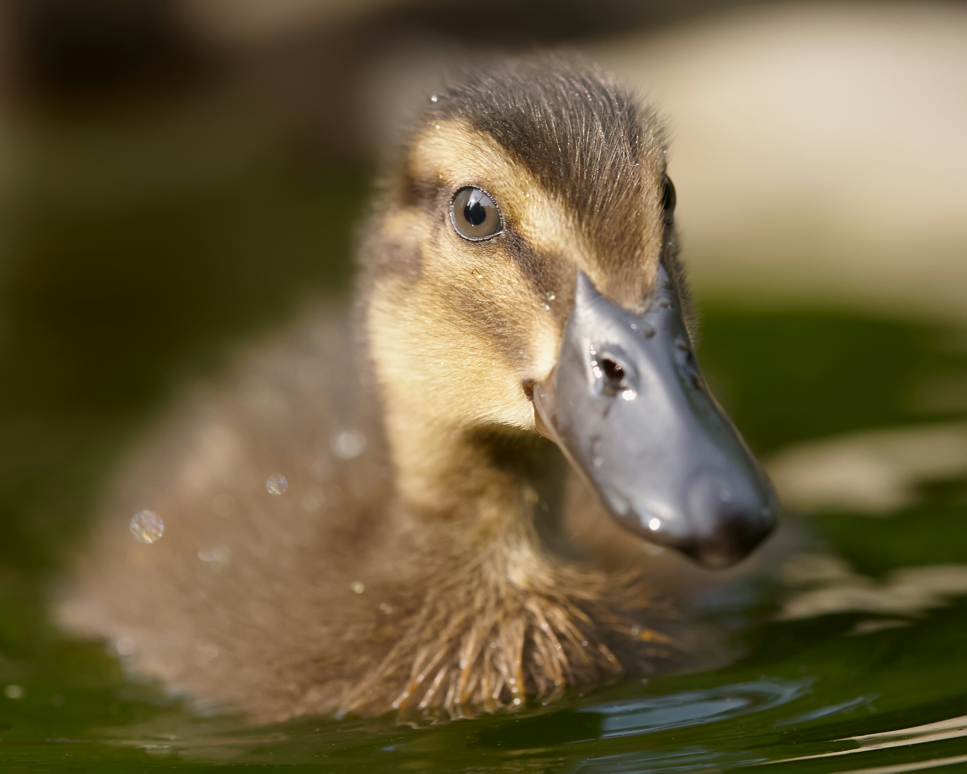 Photo by erwinbosman