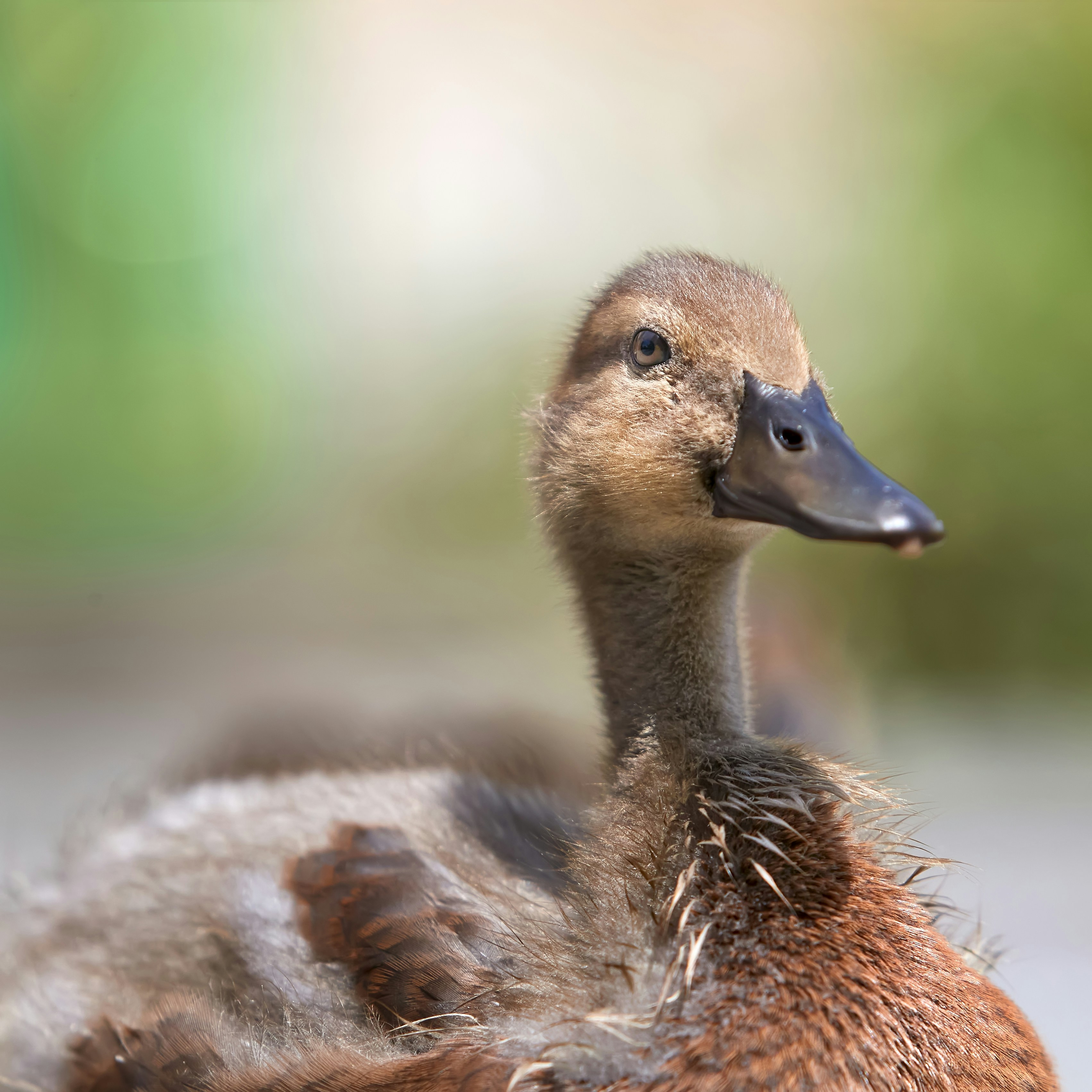 Photo by erwinbosman