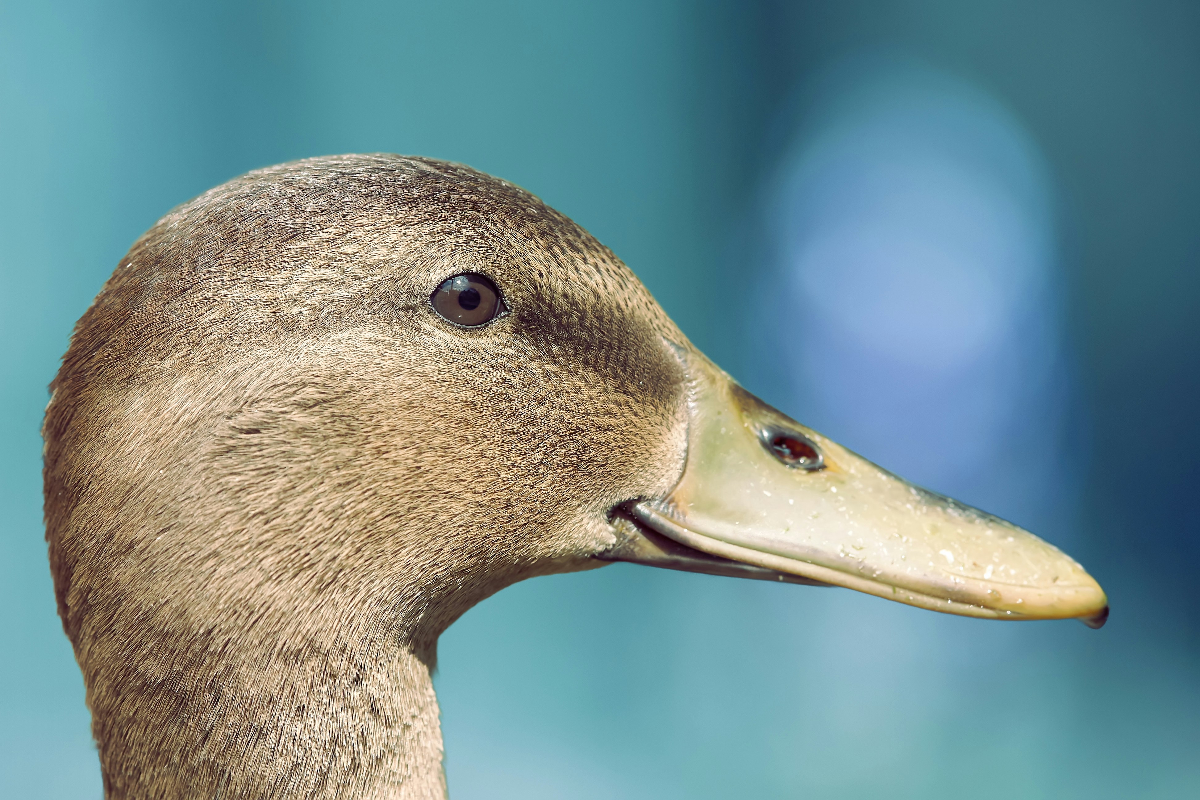 Photo by erwinbosman