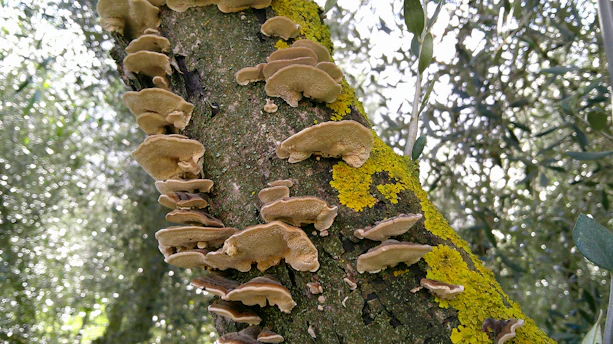 Fungi and moss growing on a tree trunk