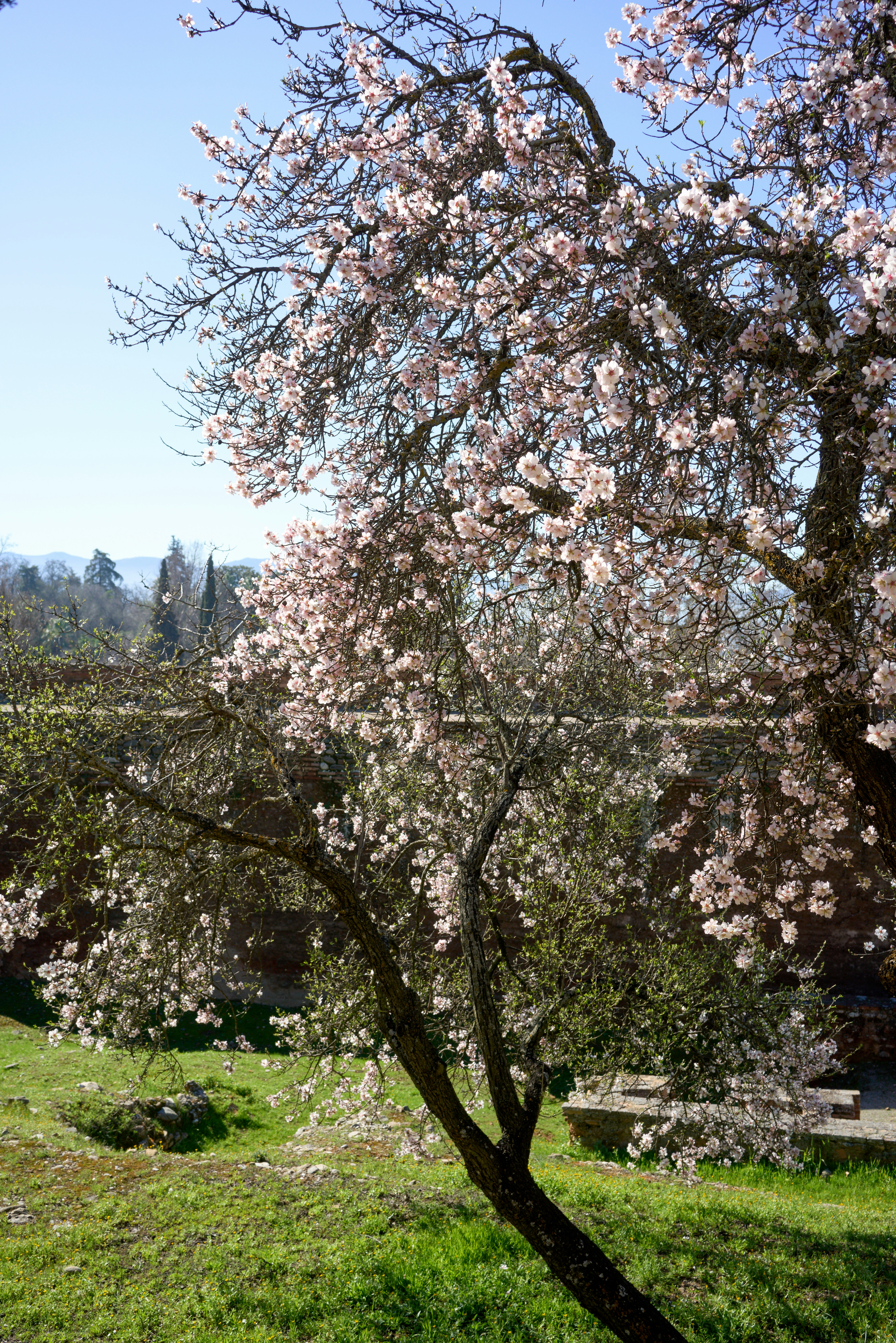 Mandorlo in fiore con fiori rosa in un parco.
