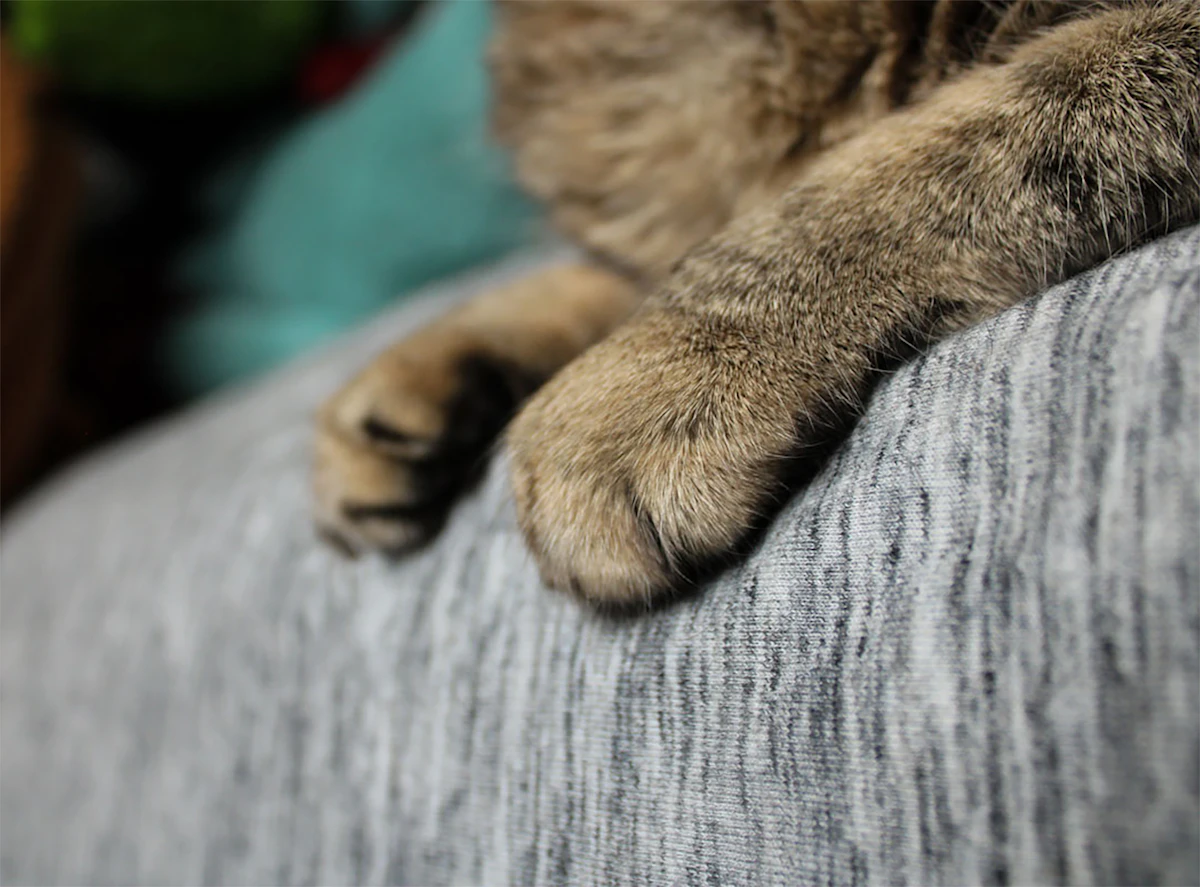 Primer plano de las patas de un gato sobre una manta