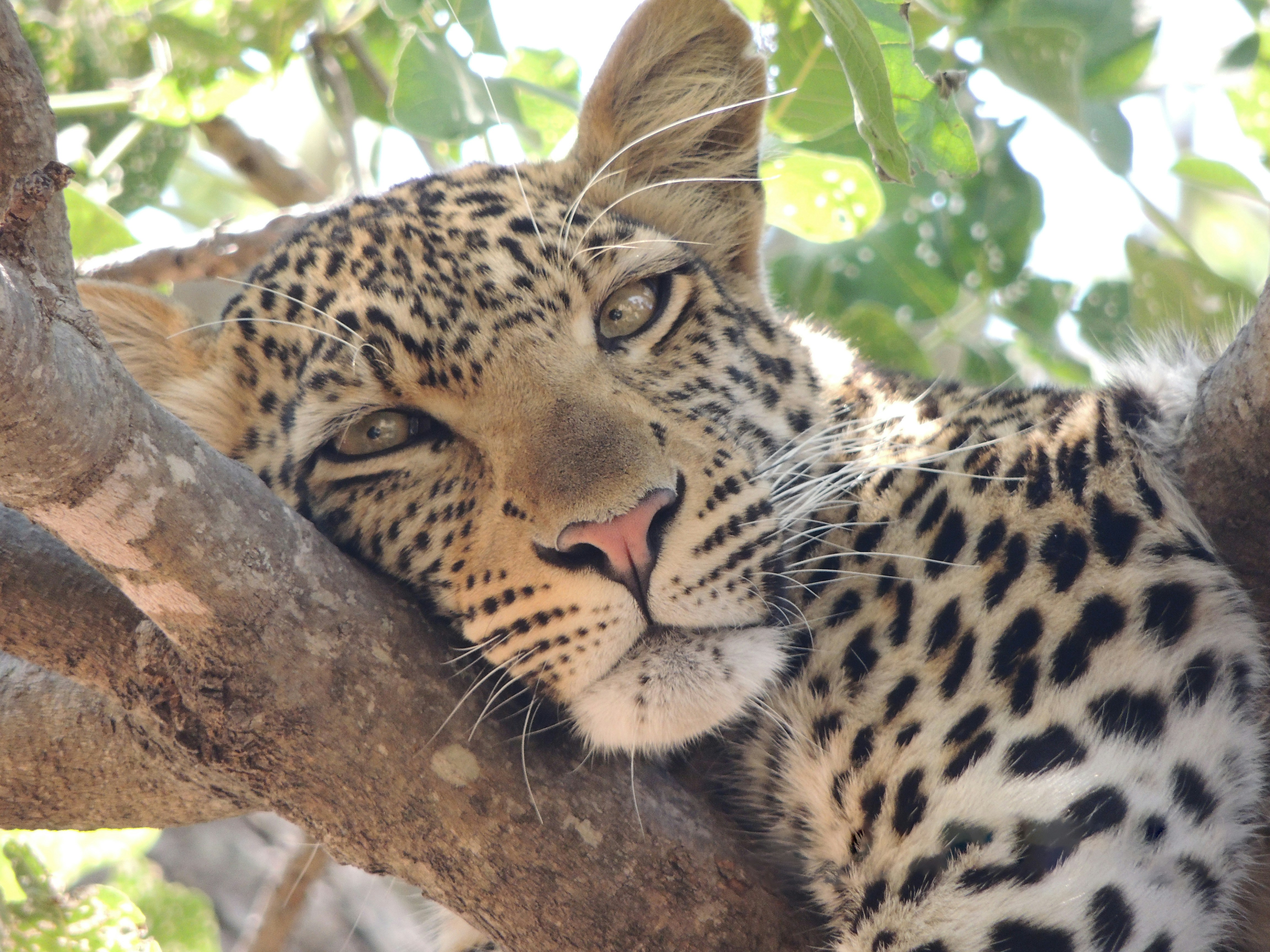 A leopard rests comfortably in a tree branch.