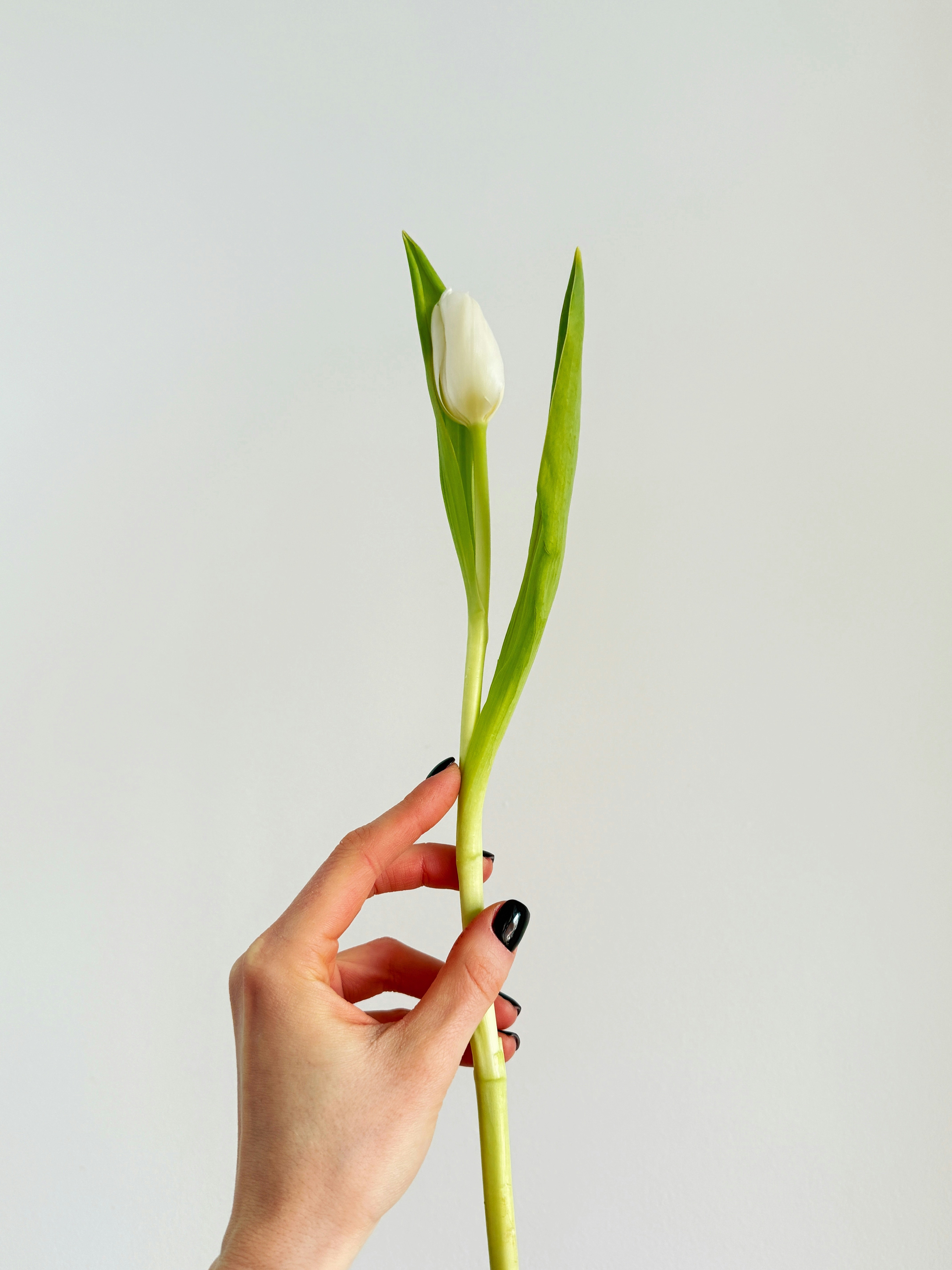 Una mano che tiene un singolo tulipano bianco