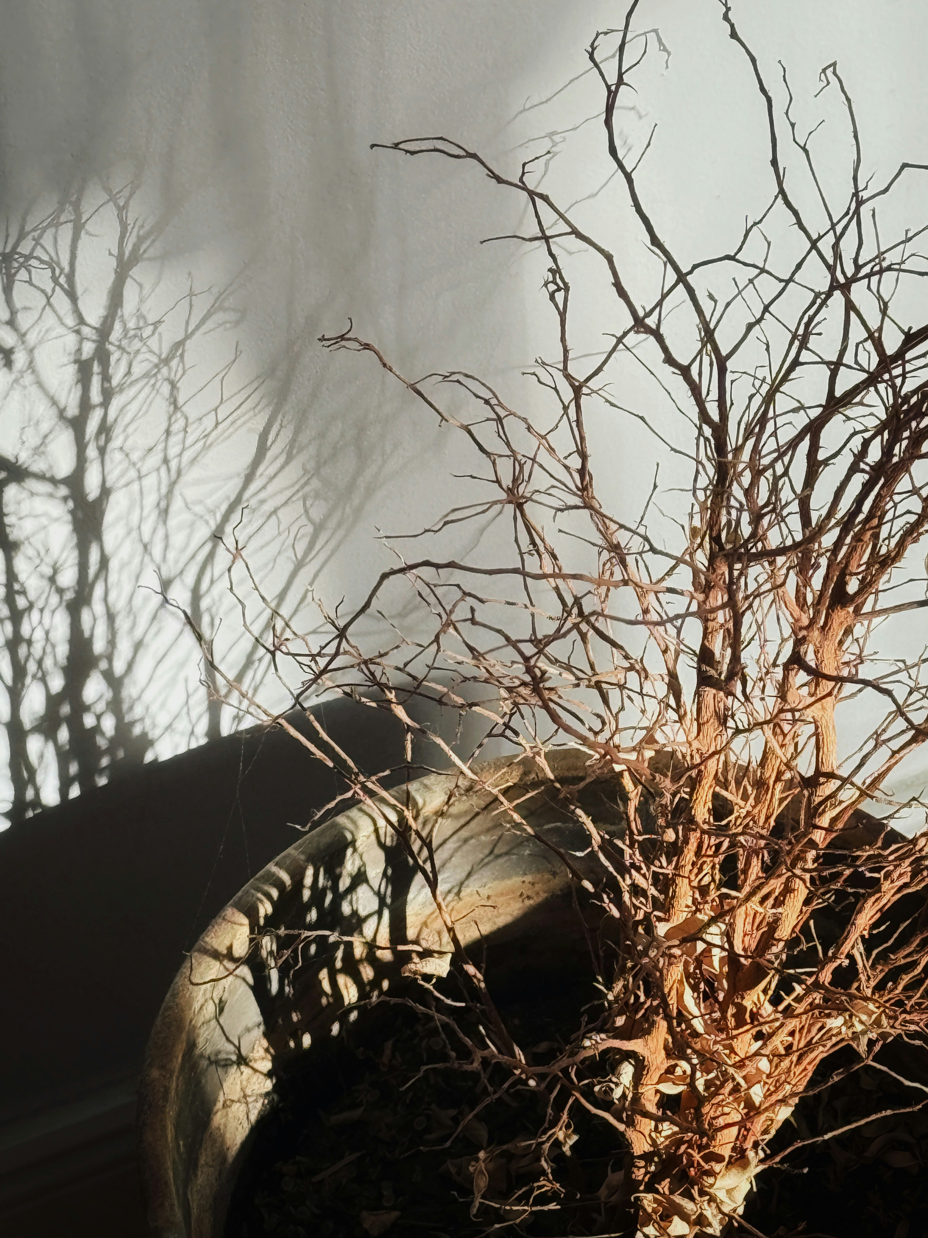 Rami secchi di una pianta in un vaso che proiettano ombre