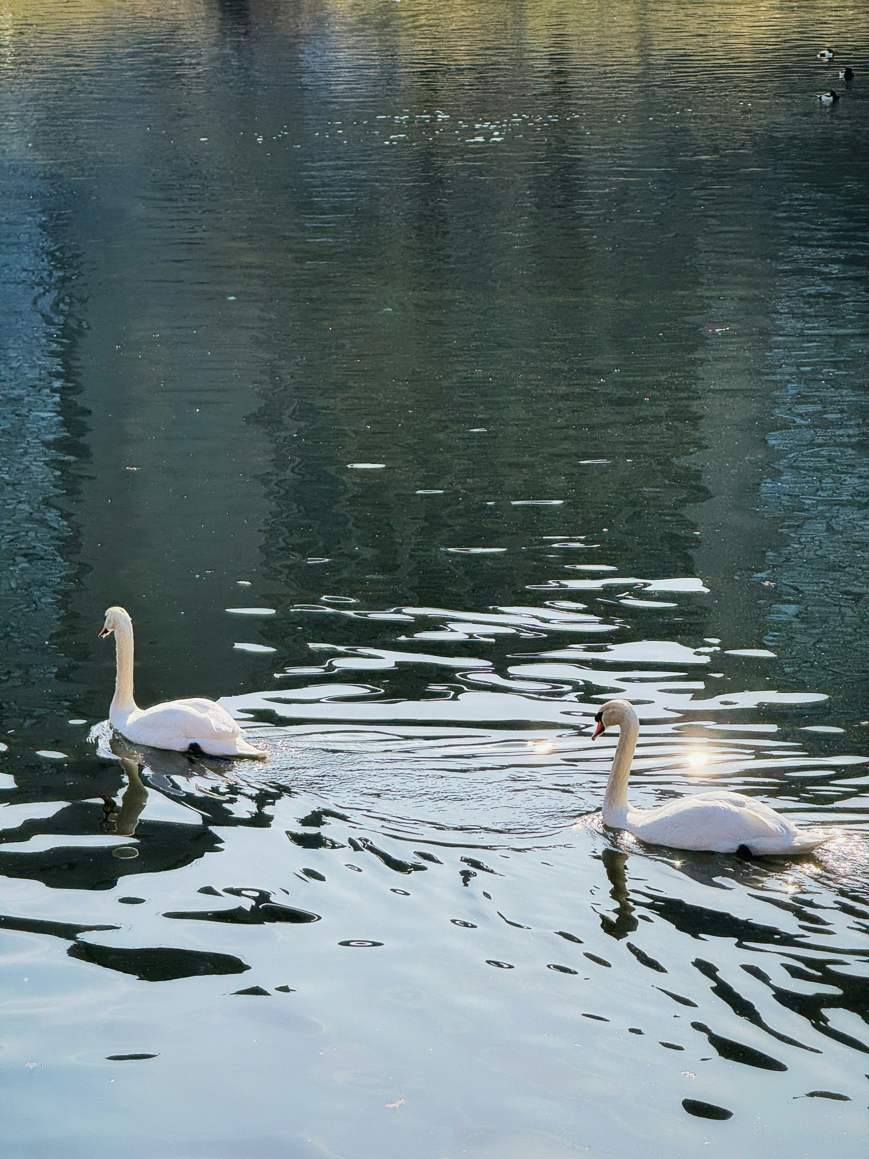 Due cigni bianchi che nuotano su un lago tranquillo.