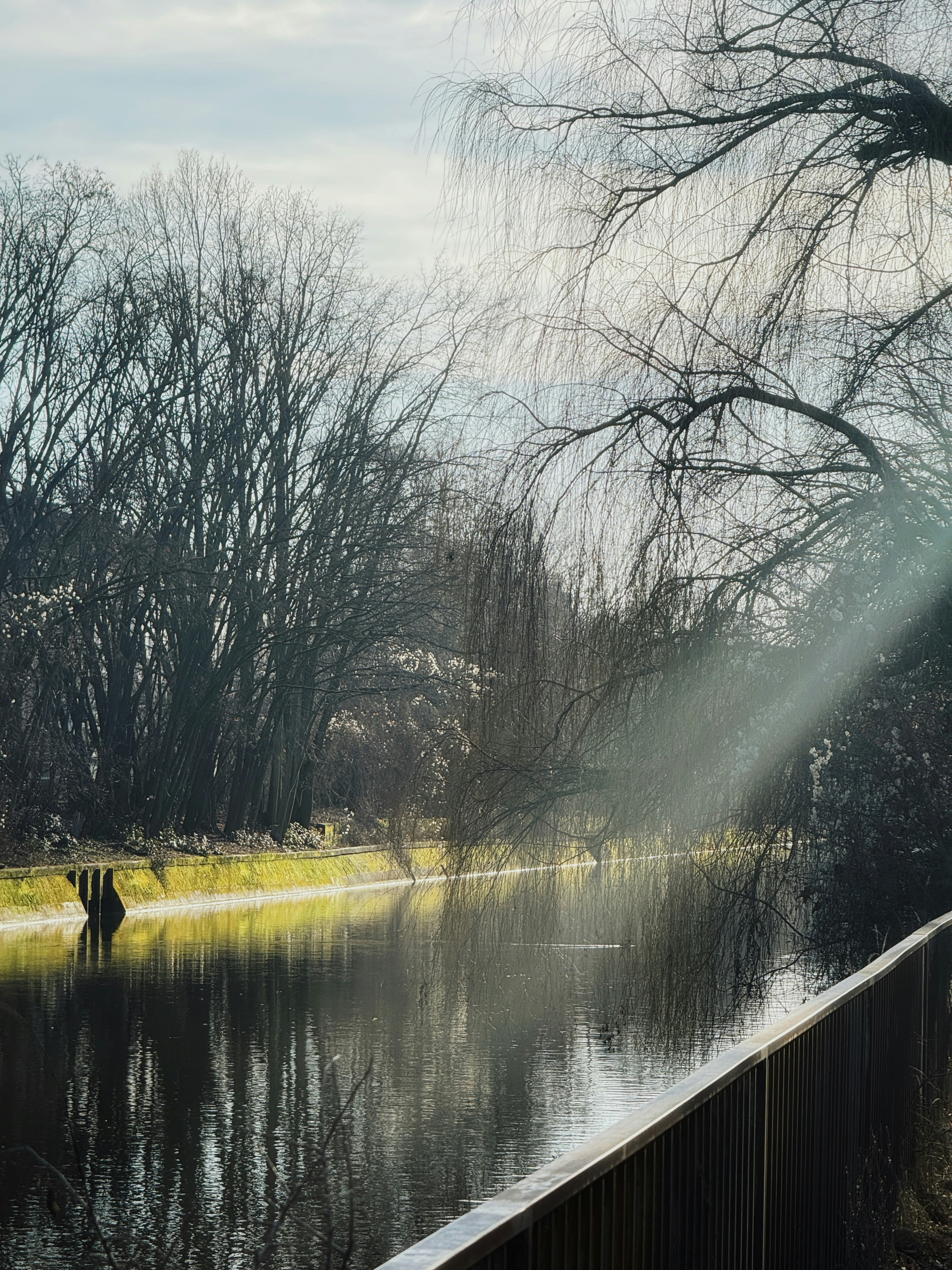 La luce del sole filtra tra gli alberi spogli fino a un canale tranquillo.