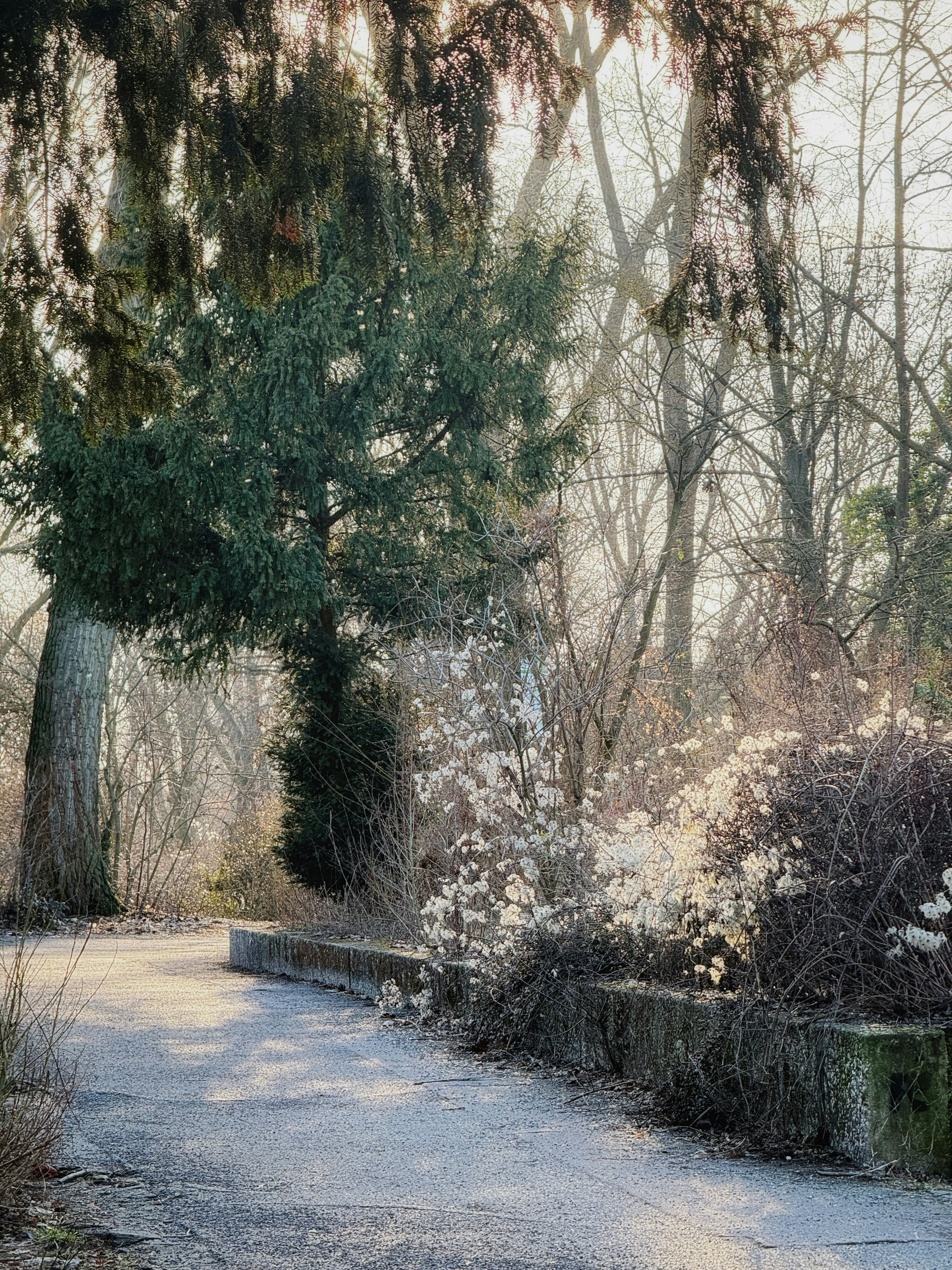 Un sentiero attraverso una foresta invernale illuminata dal sole