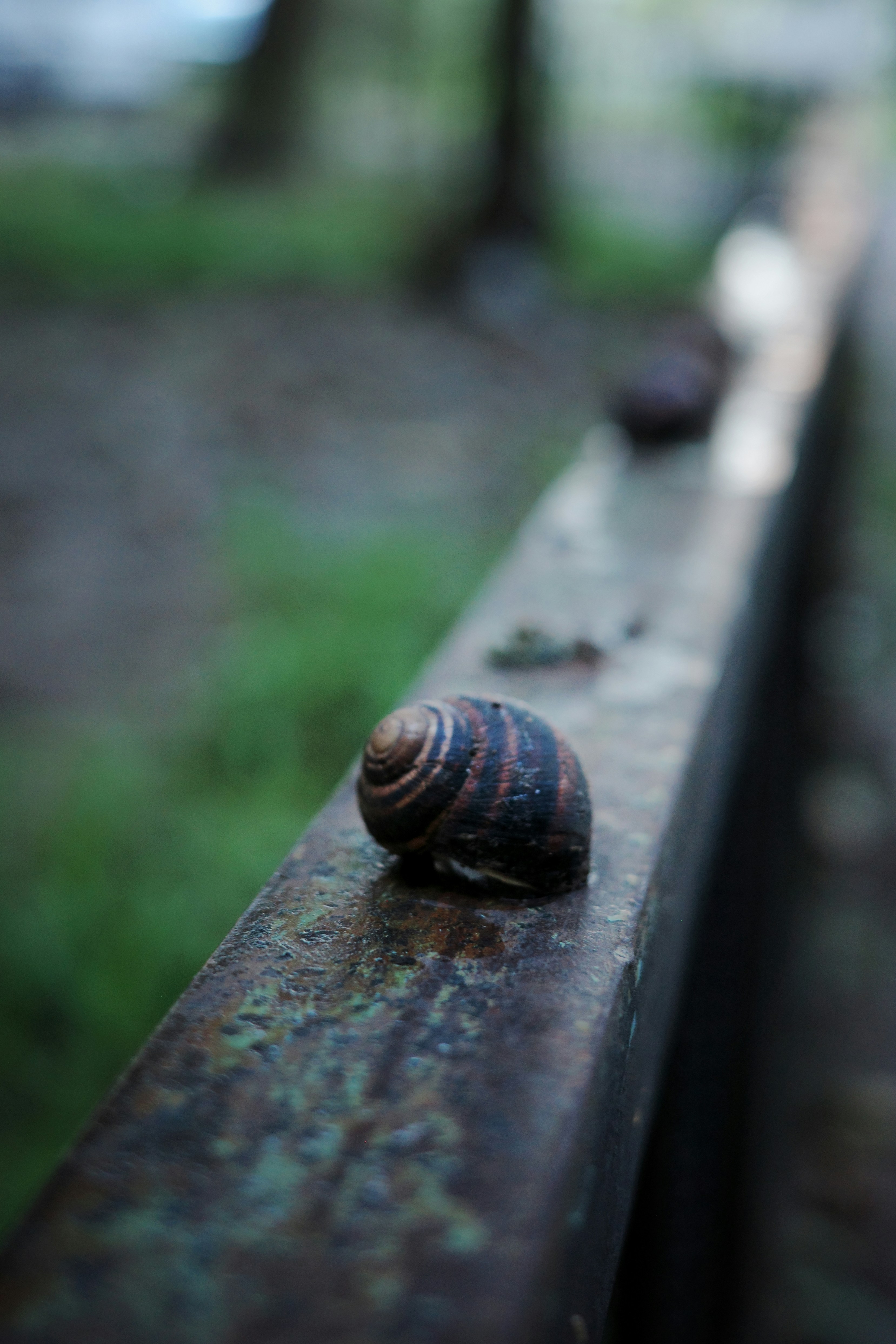 Un escargot repose sur une rambarde métallique rouillée.