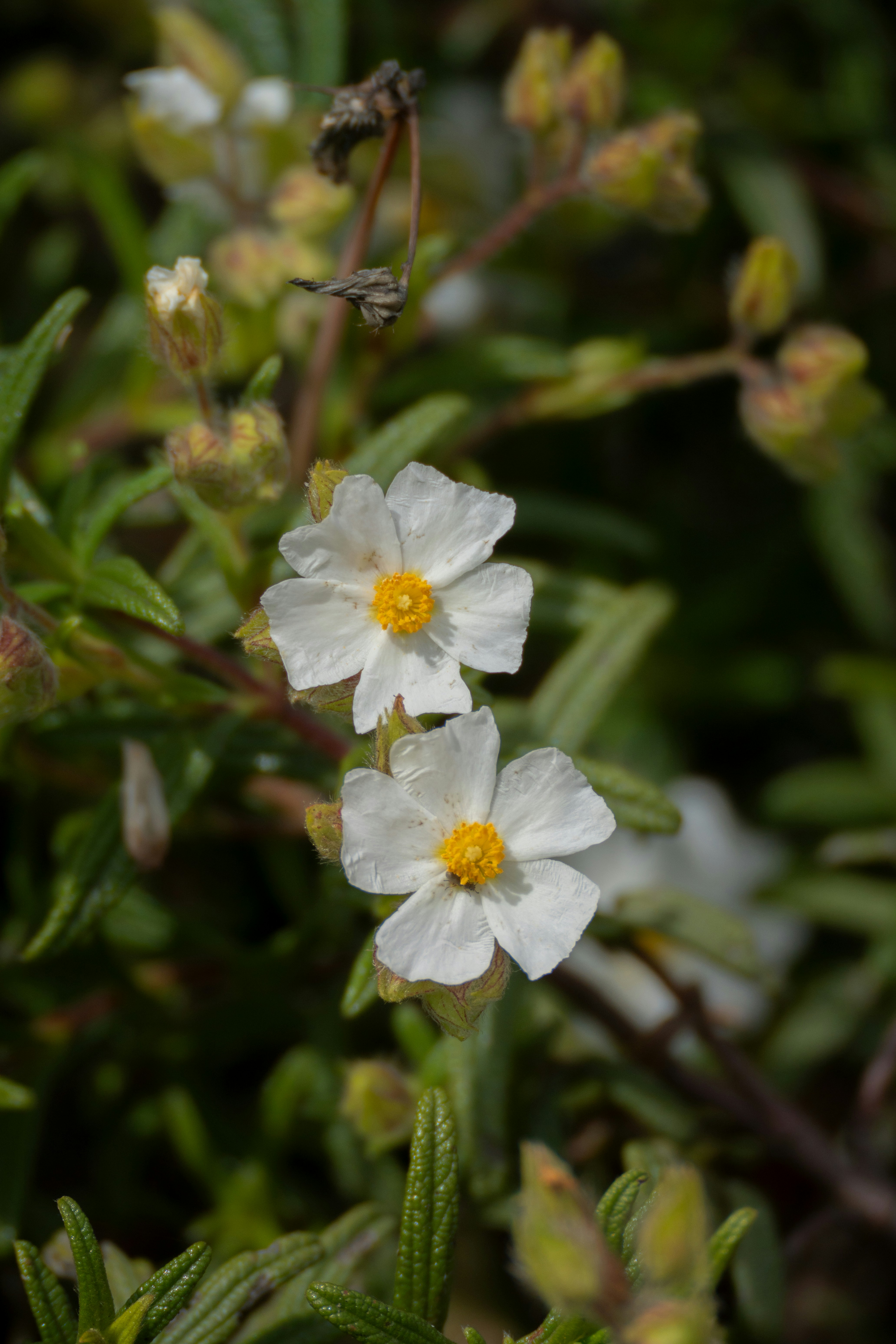 Photo by riccardovosti