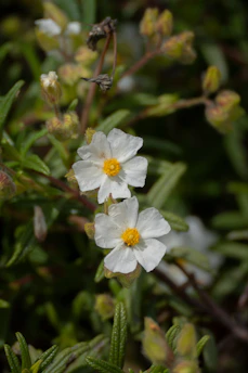Two delicate white flowers with yellow centers bloom