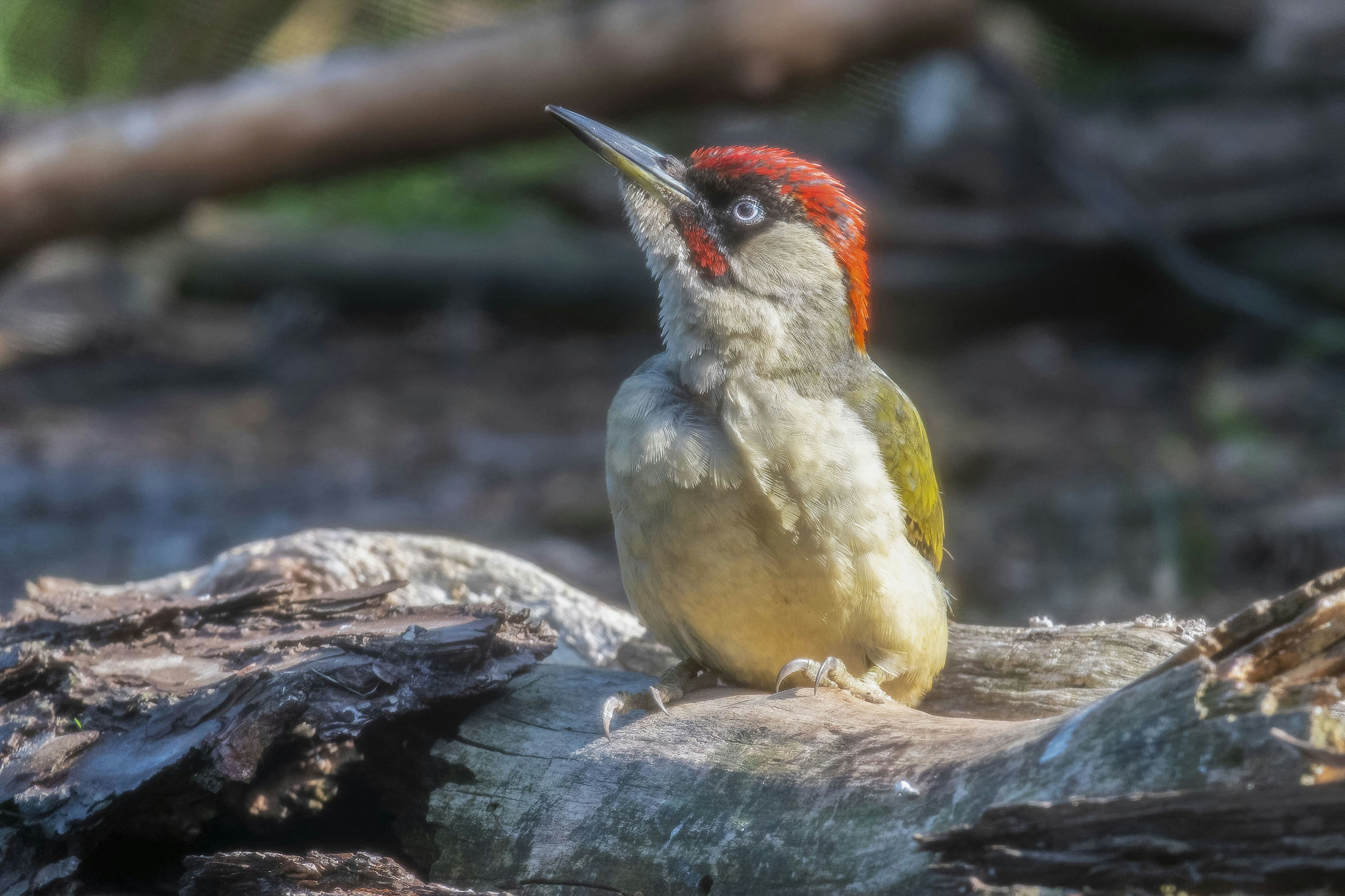 A green woodpecker perched on a log