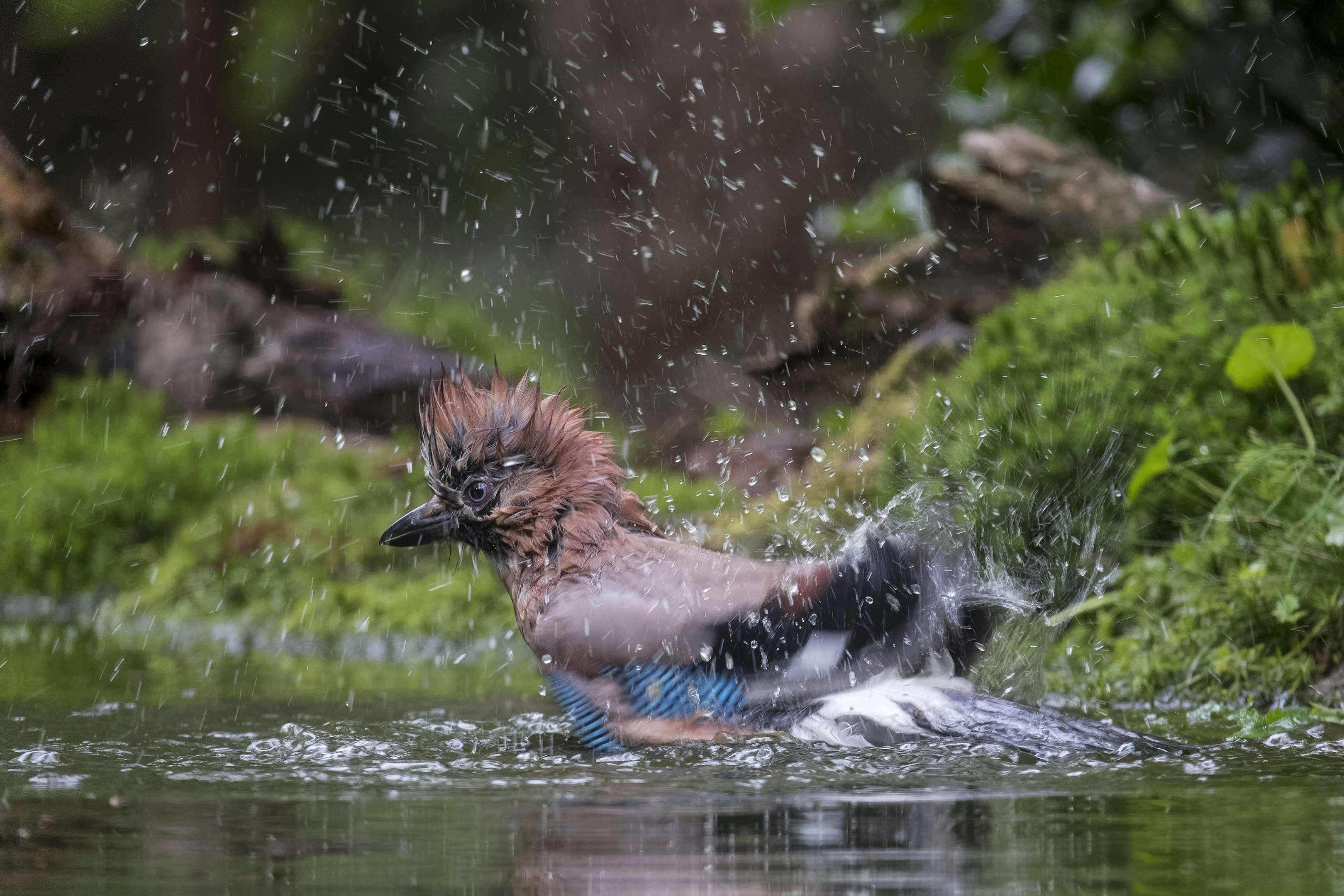 Afbeelding van Haaksbergen